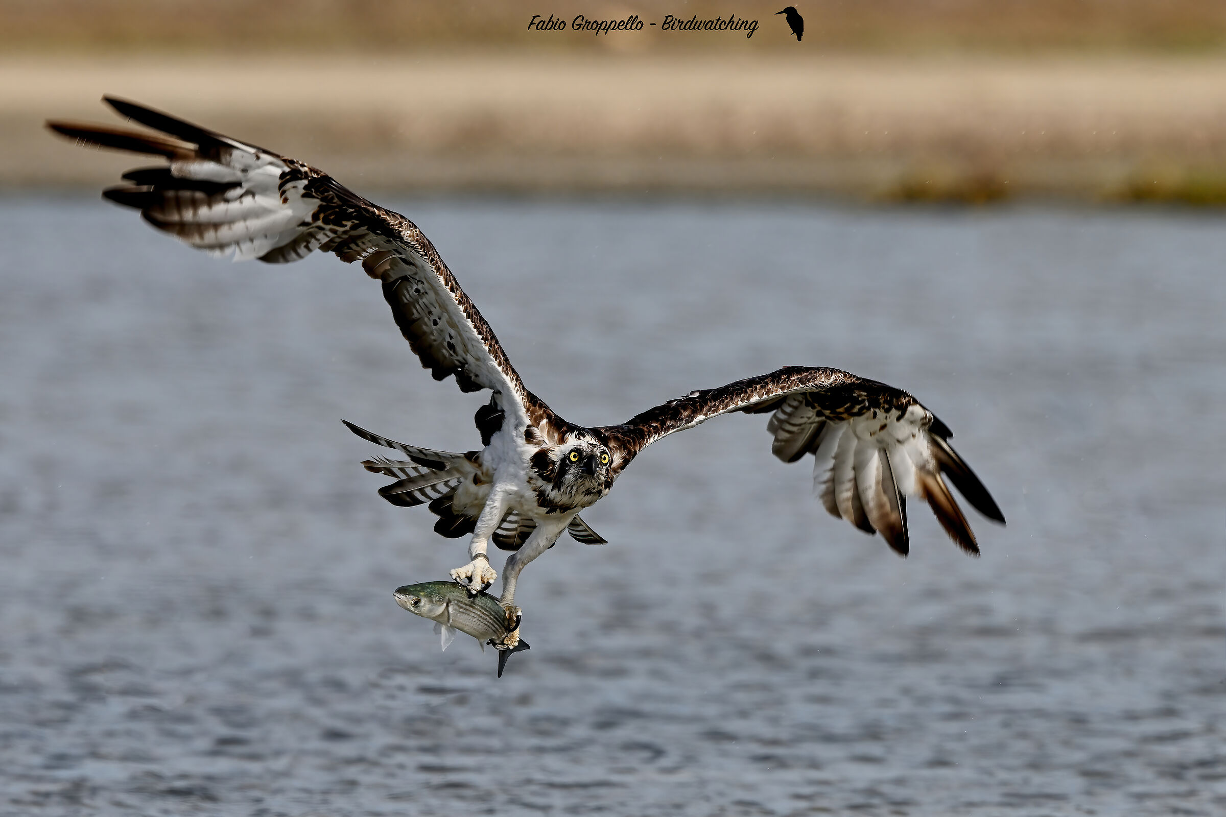 Falco Pescatore con preda