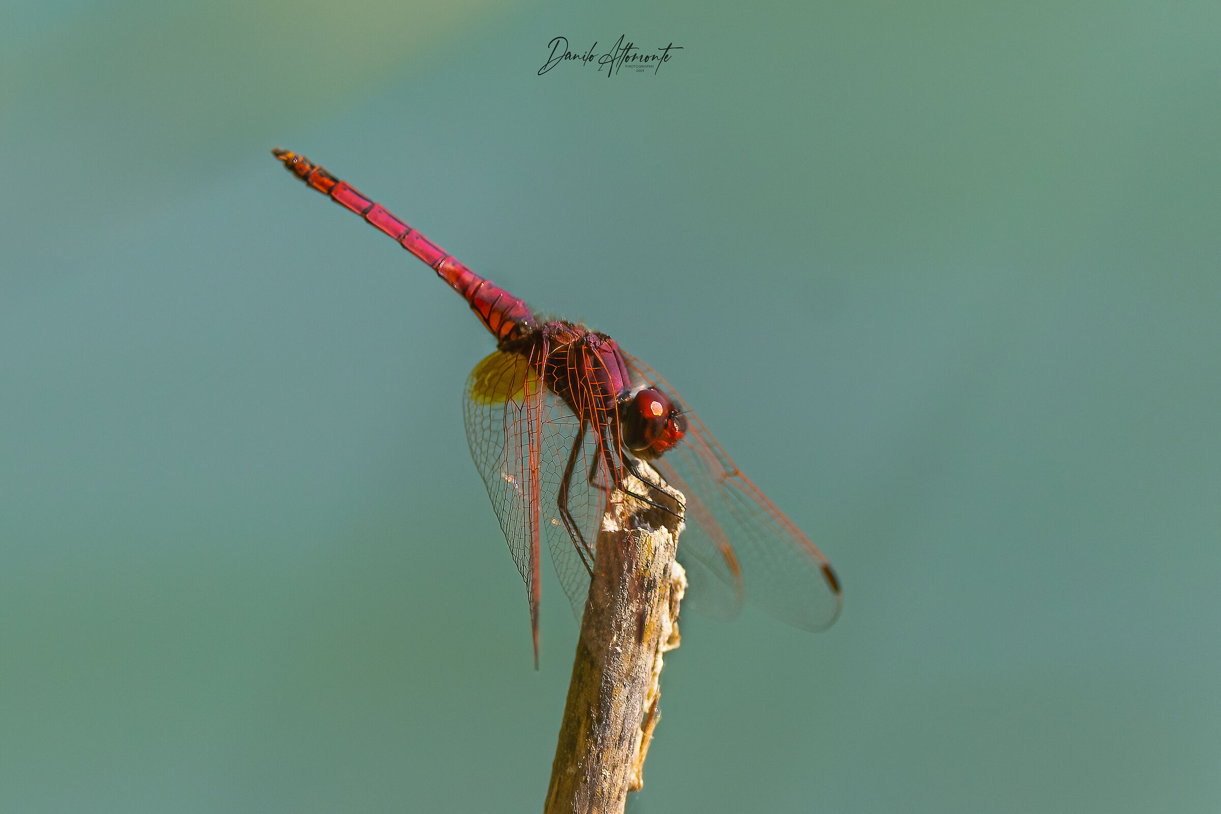 Reddragonfly