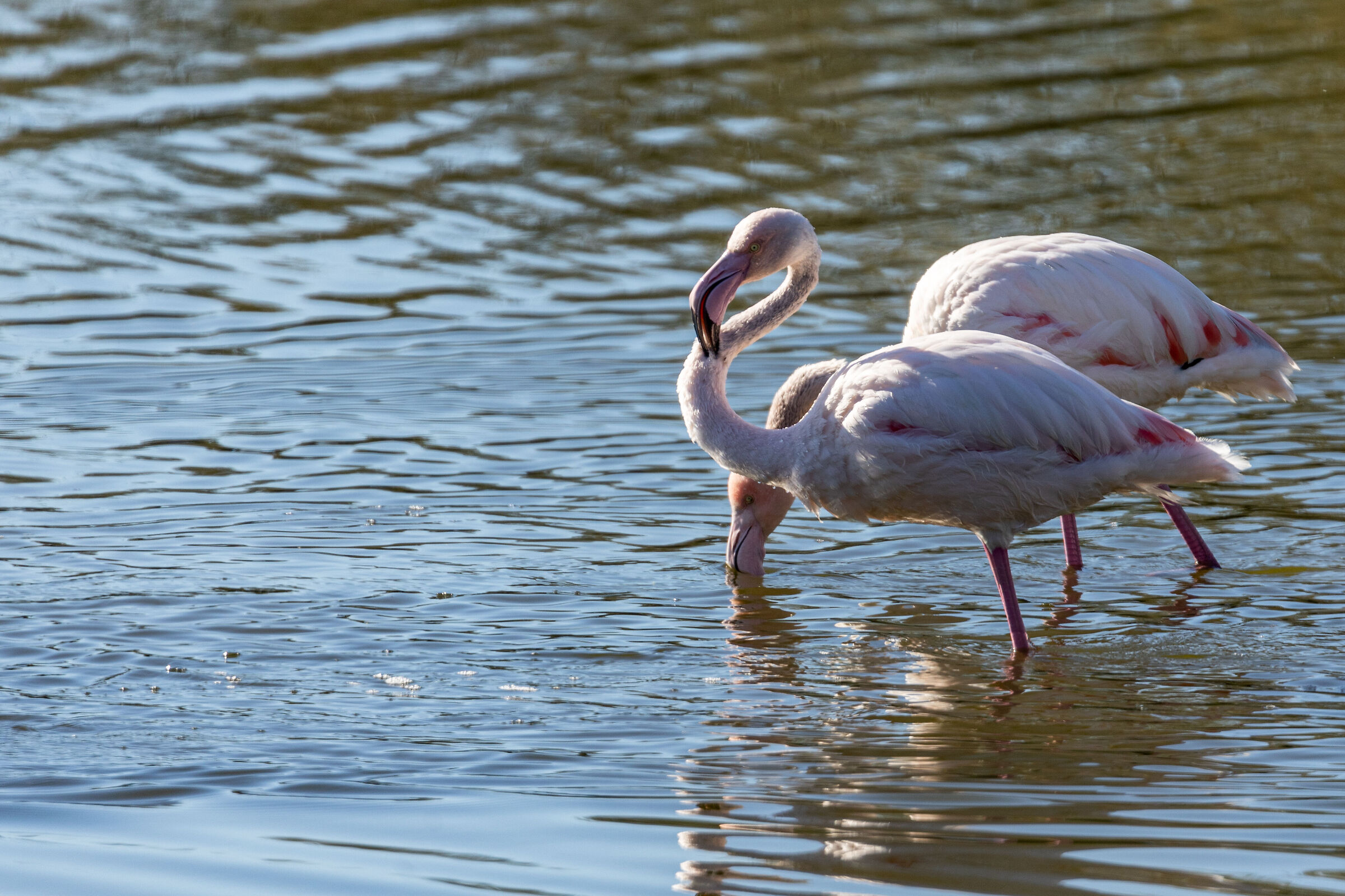 Flamingo