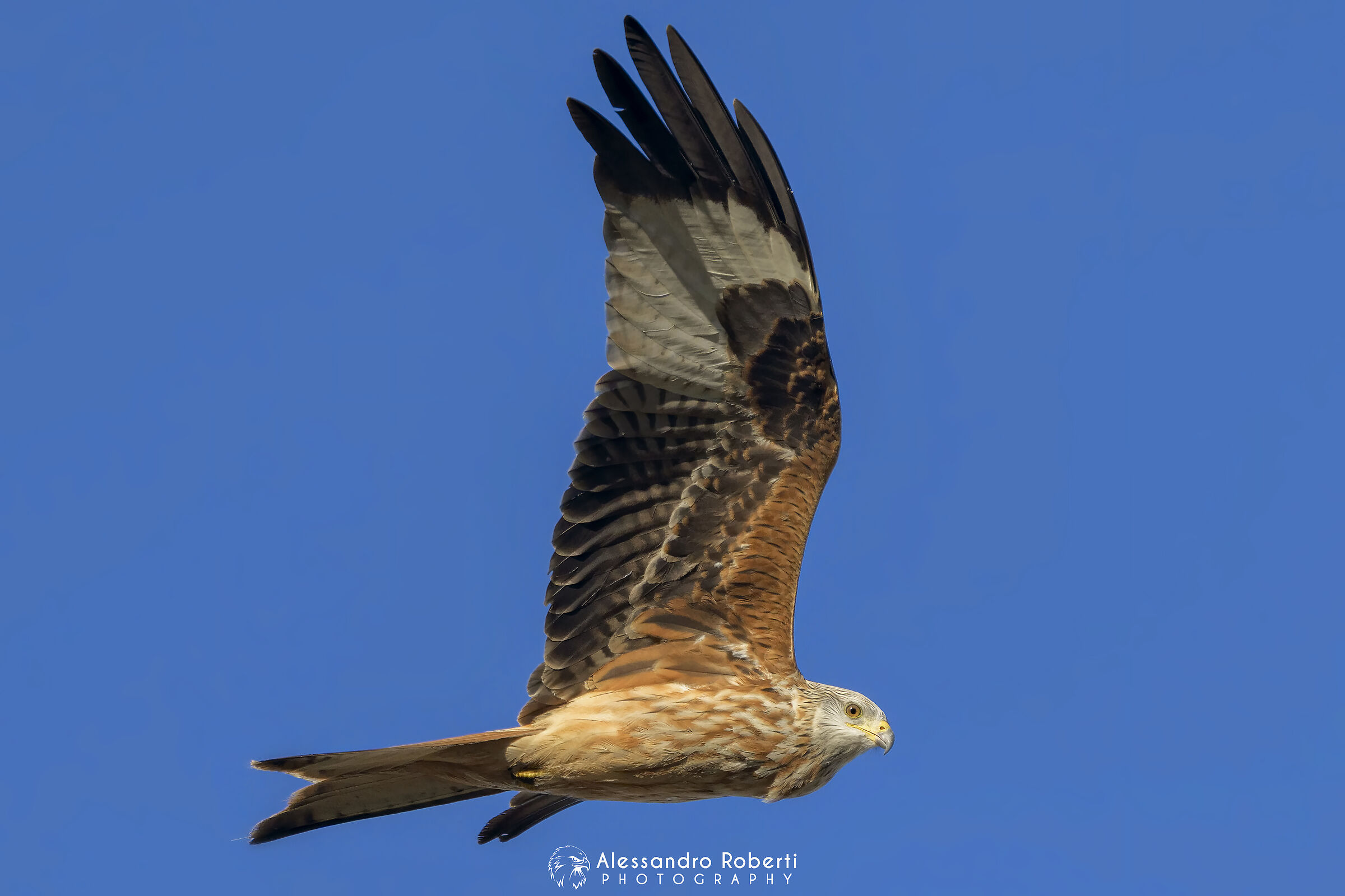 Red kite