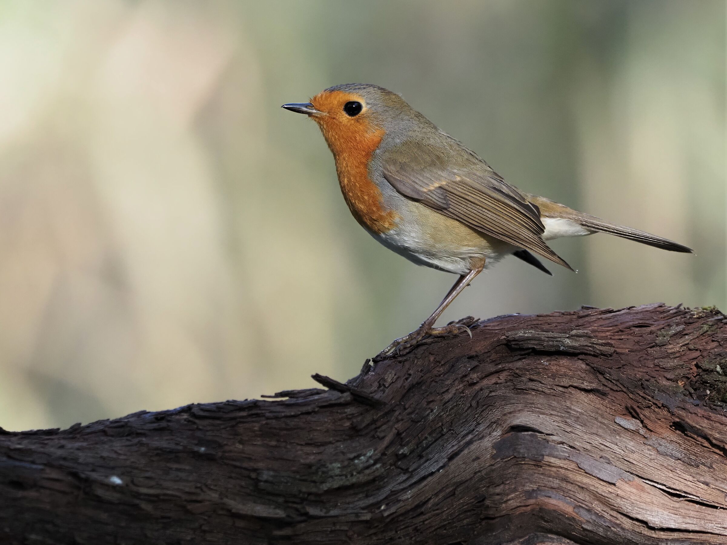 petty al sicuro dal precipizio