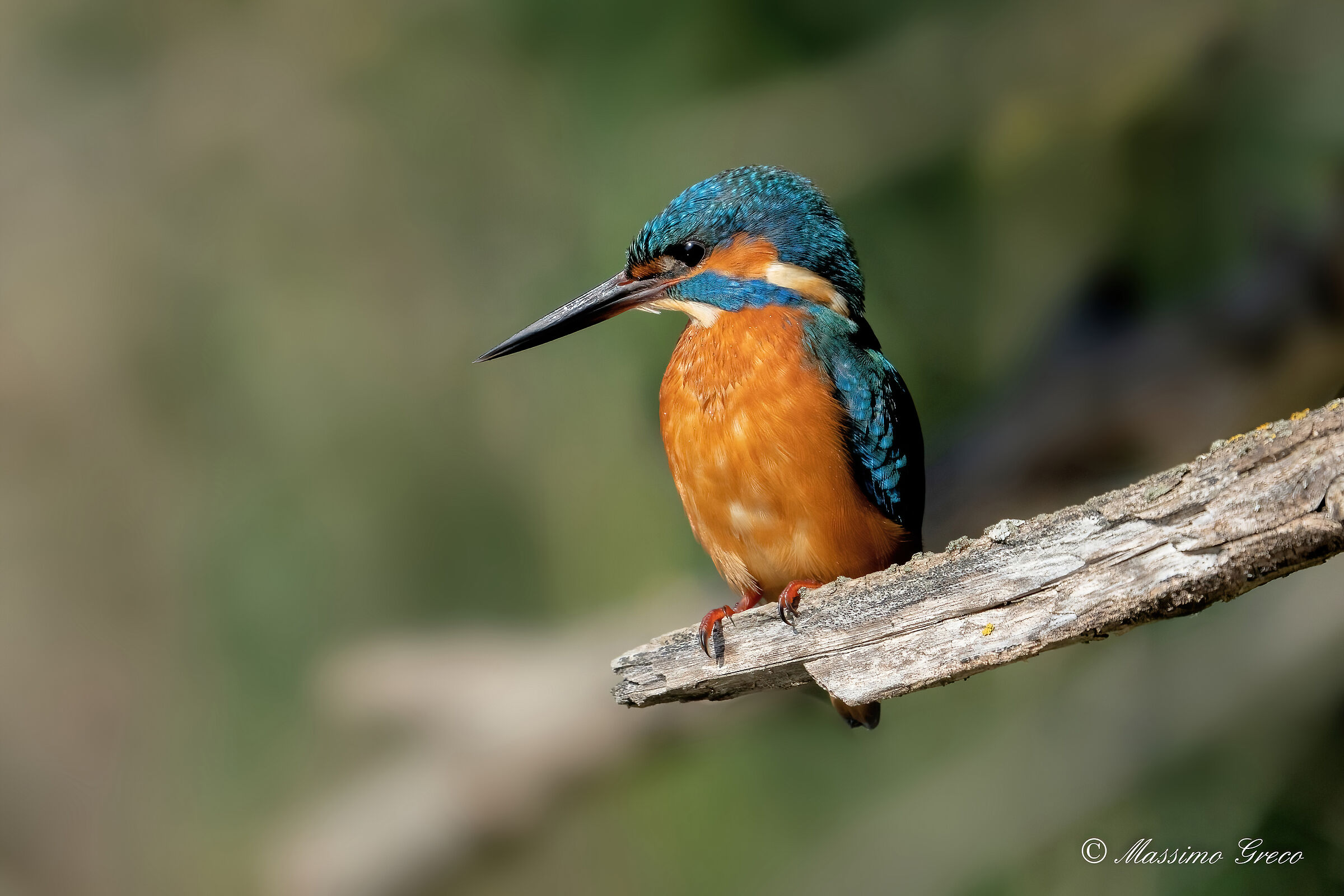 Kingfisher