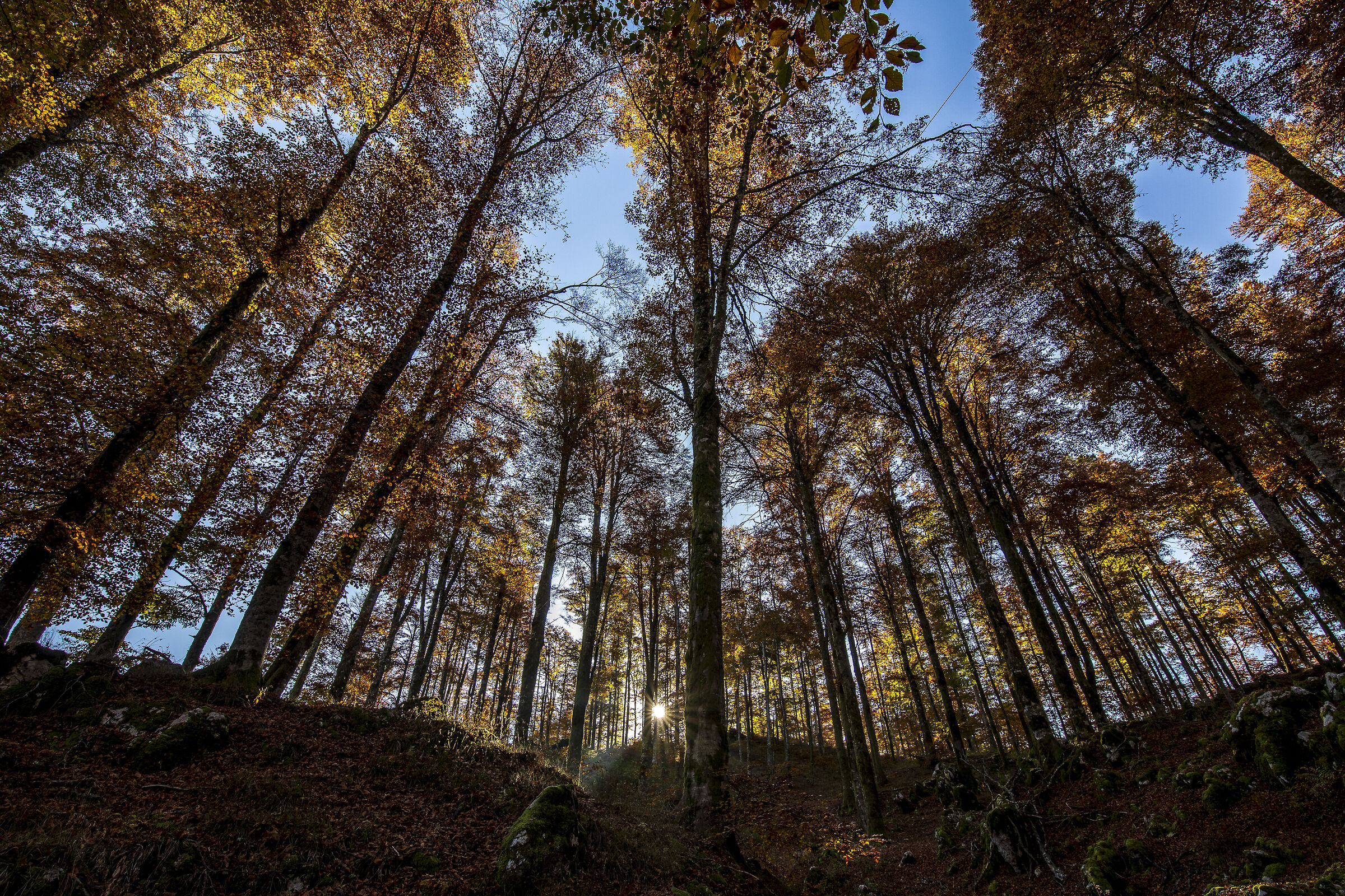 The sun among the beech trees