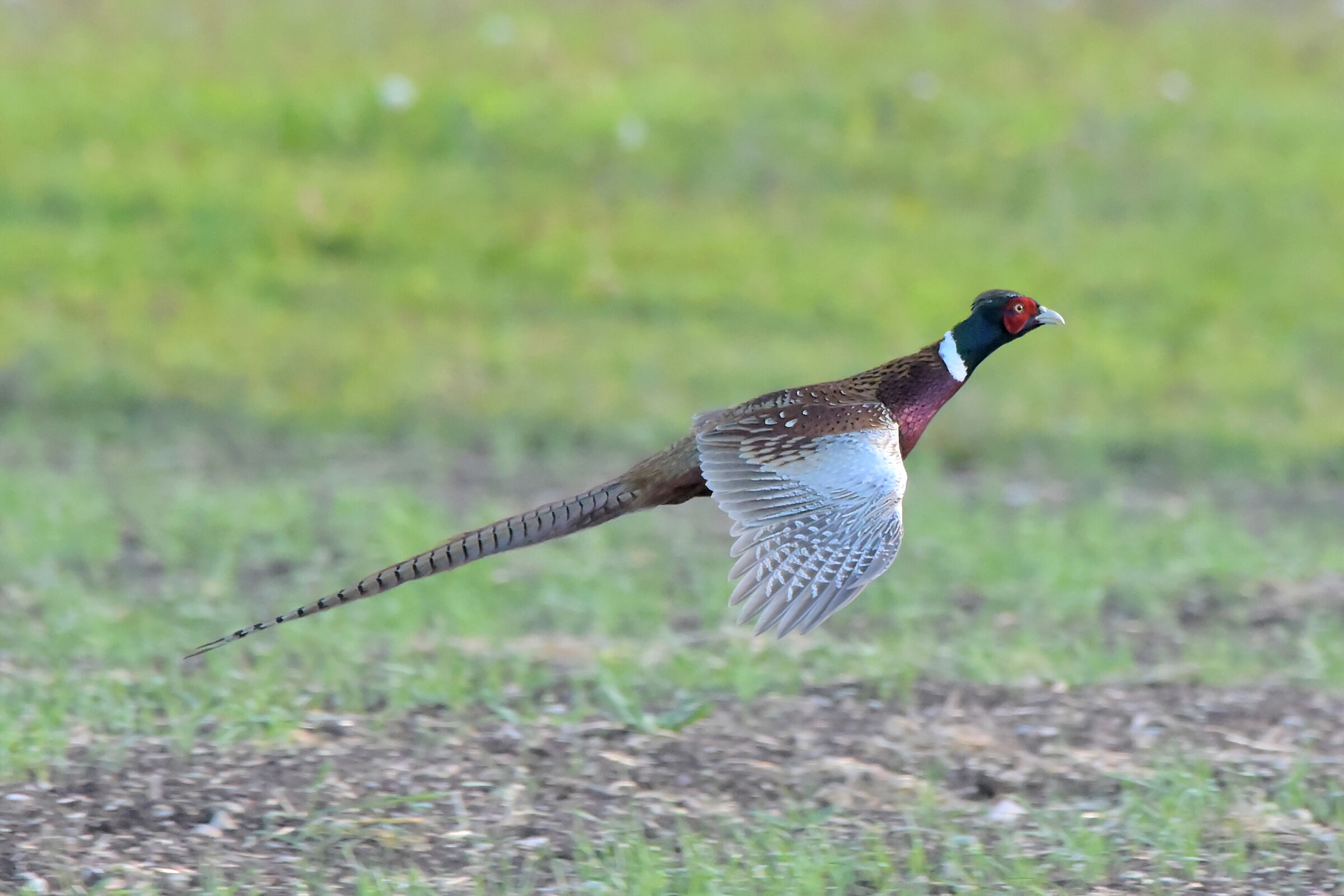 Flying pheasant