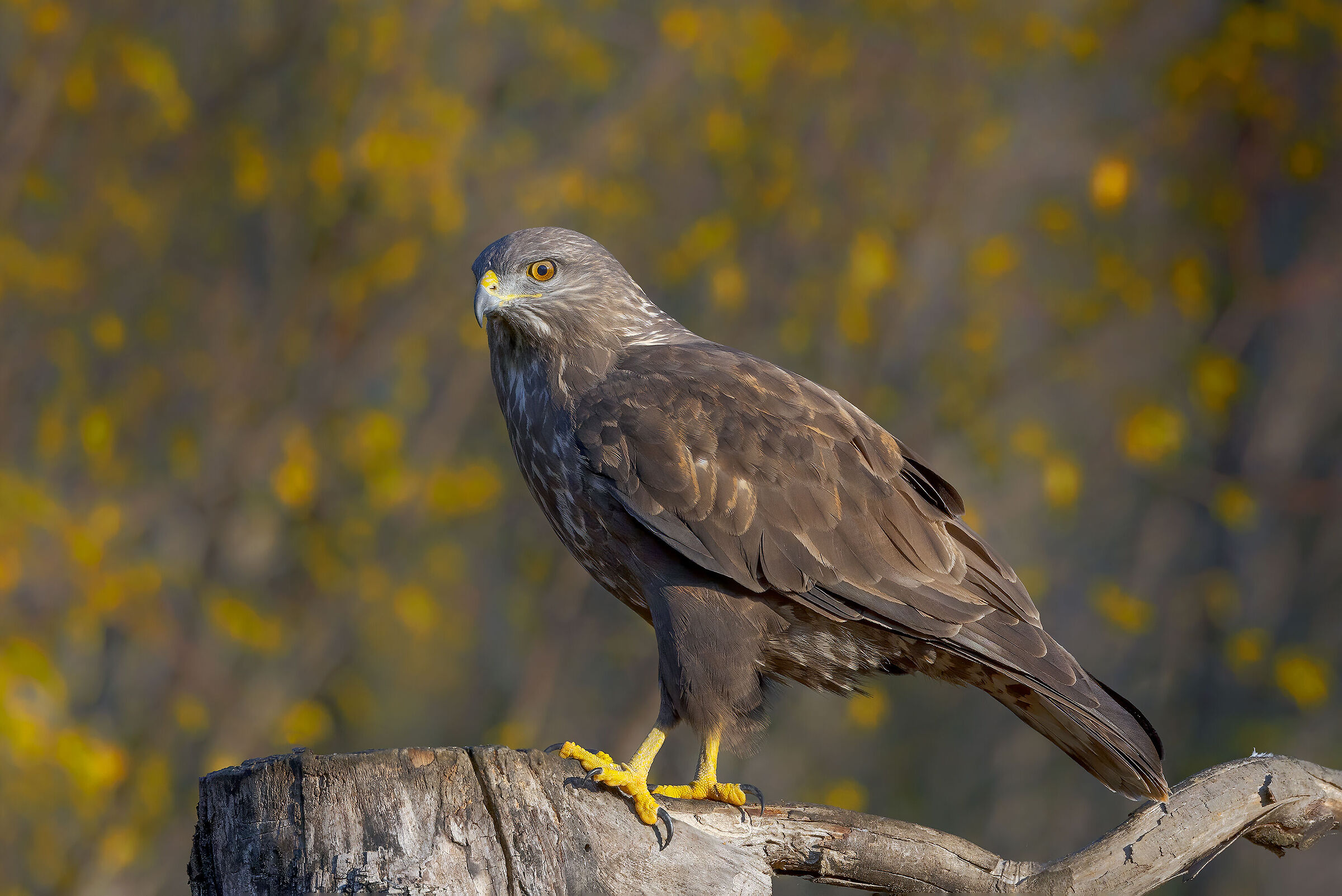Poiana (Buteo buteo)