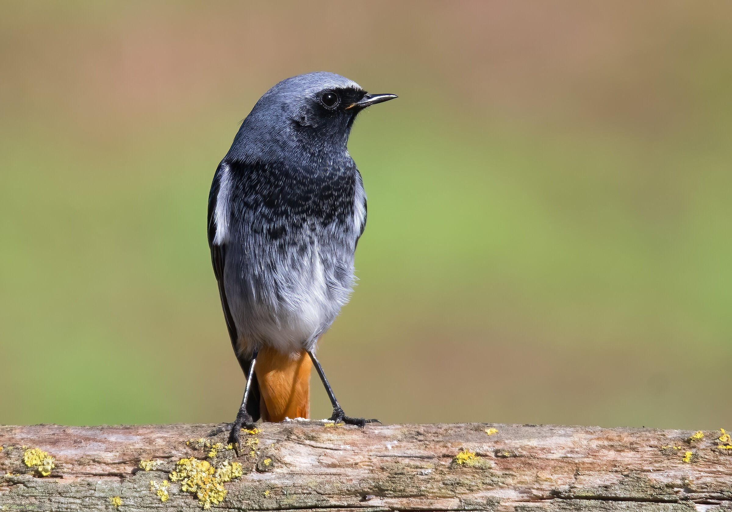 Redstart (Phoenicurus ochruros)