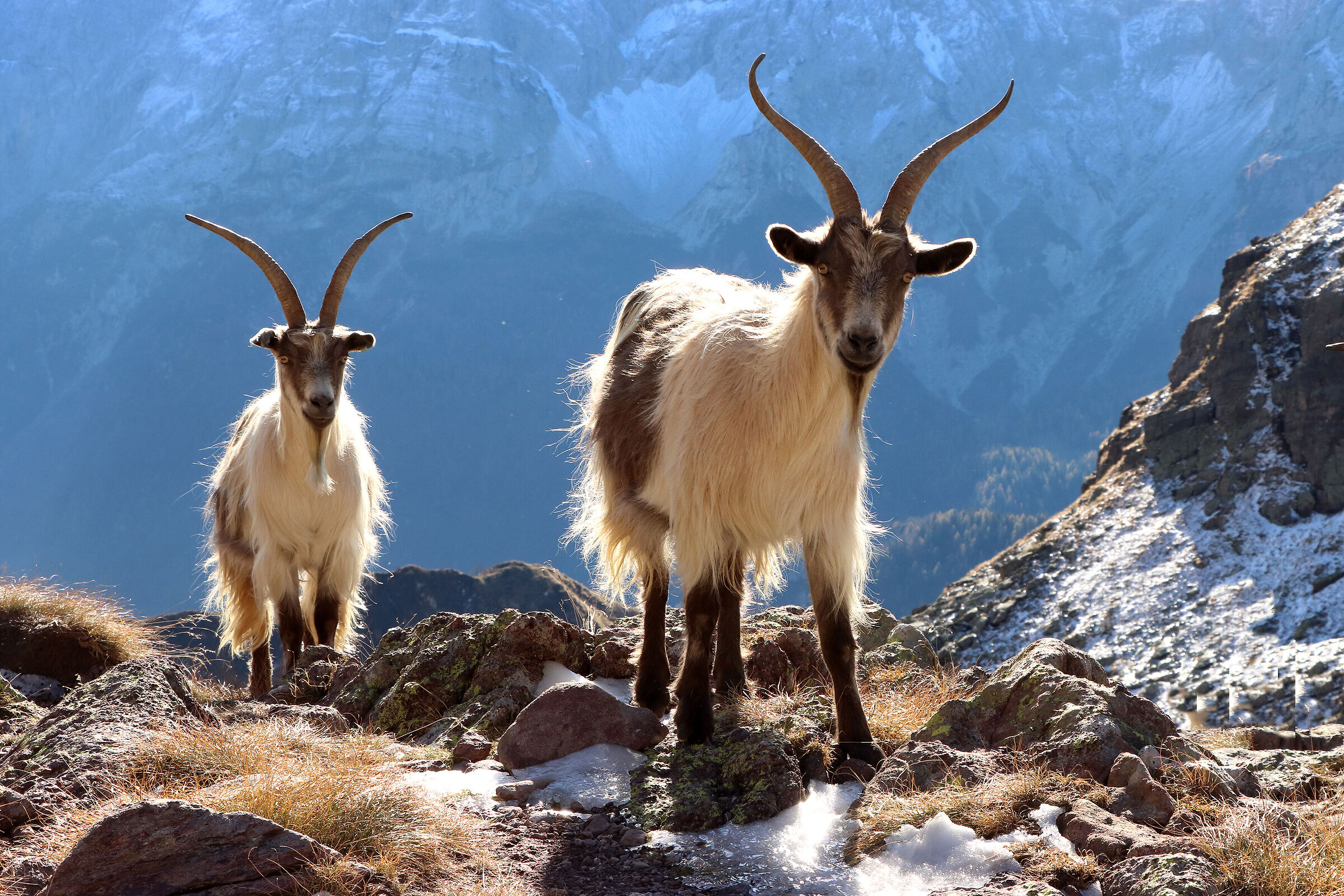 capre orobiche in quota