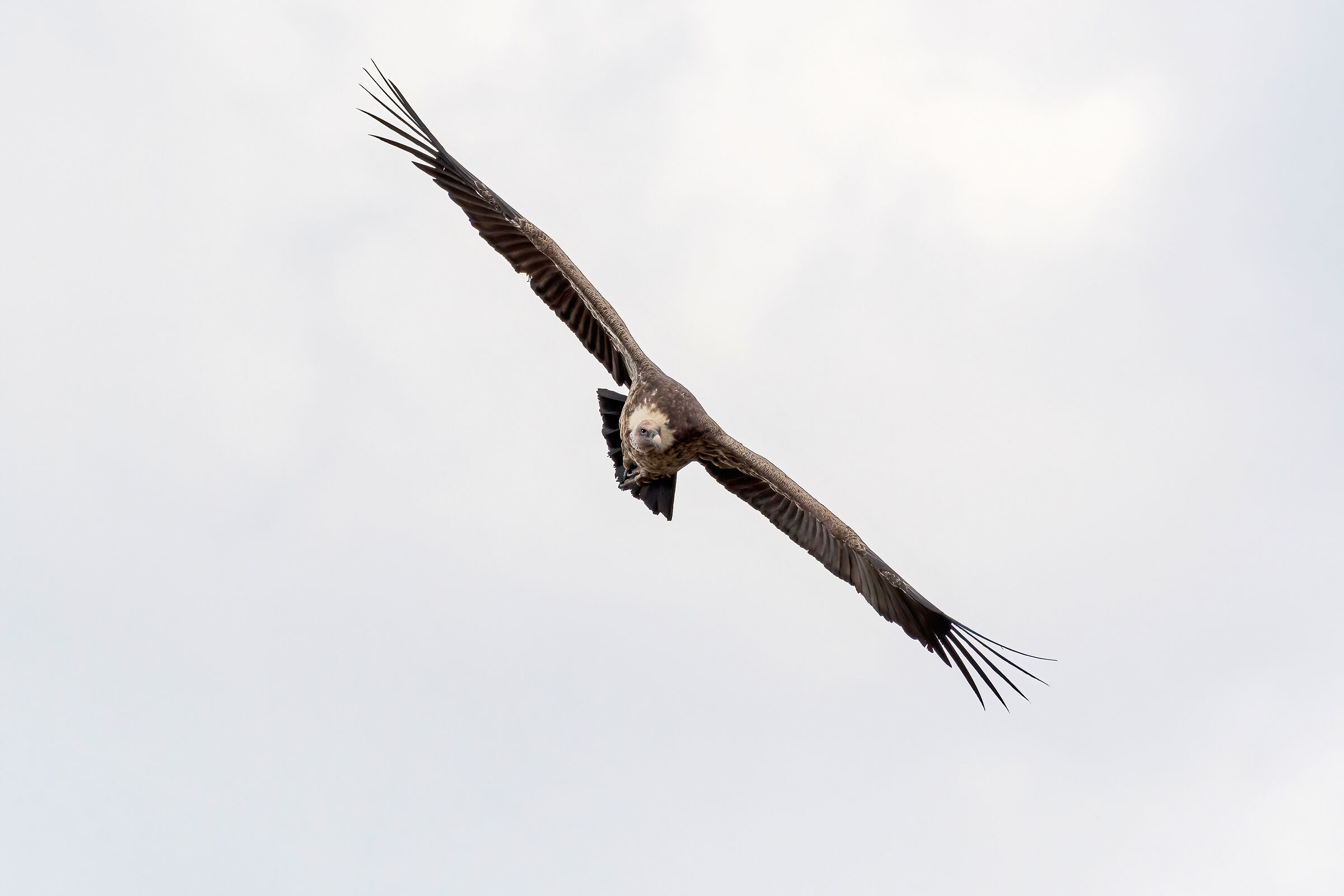 Avvoltoio di Rueppell (Gyps rueppellii)
