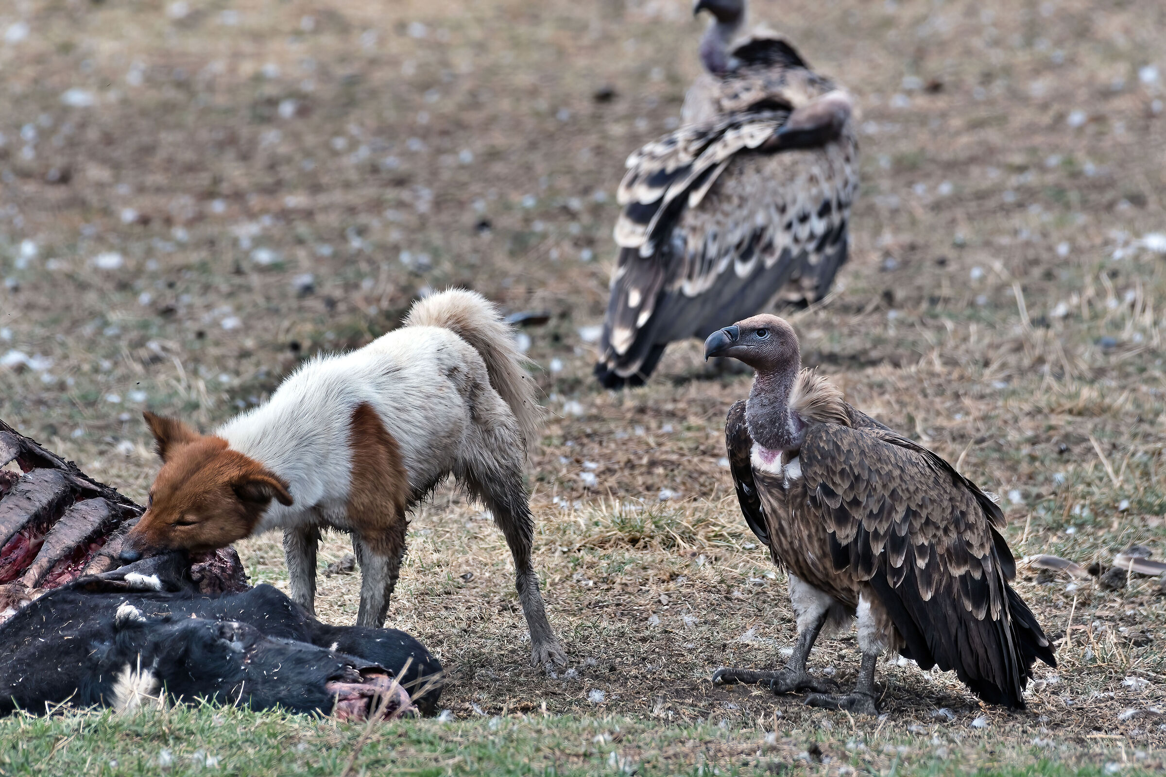 Competitori alimentari