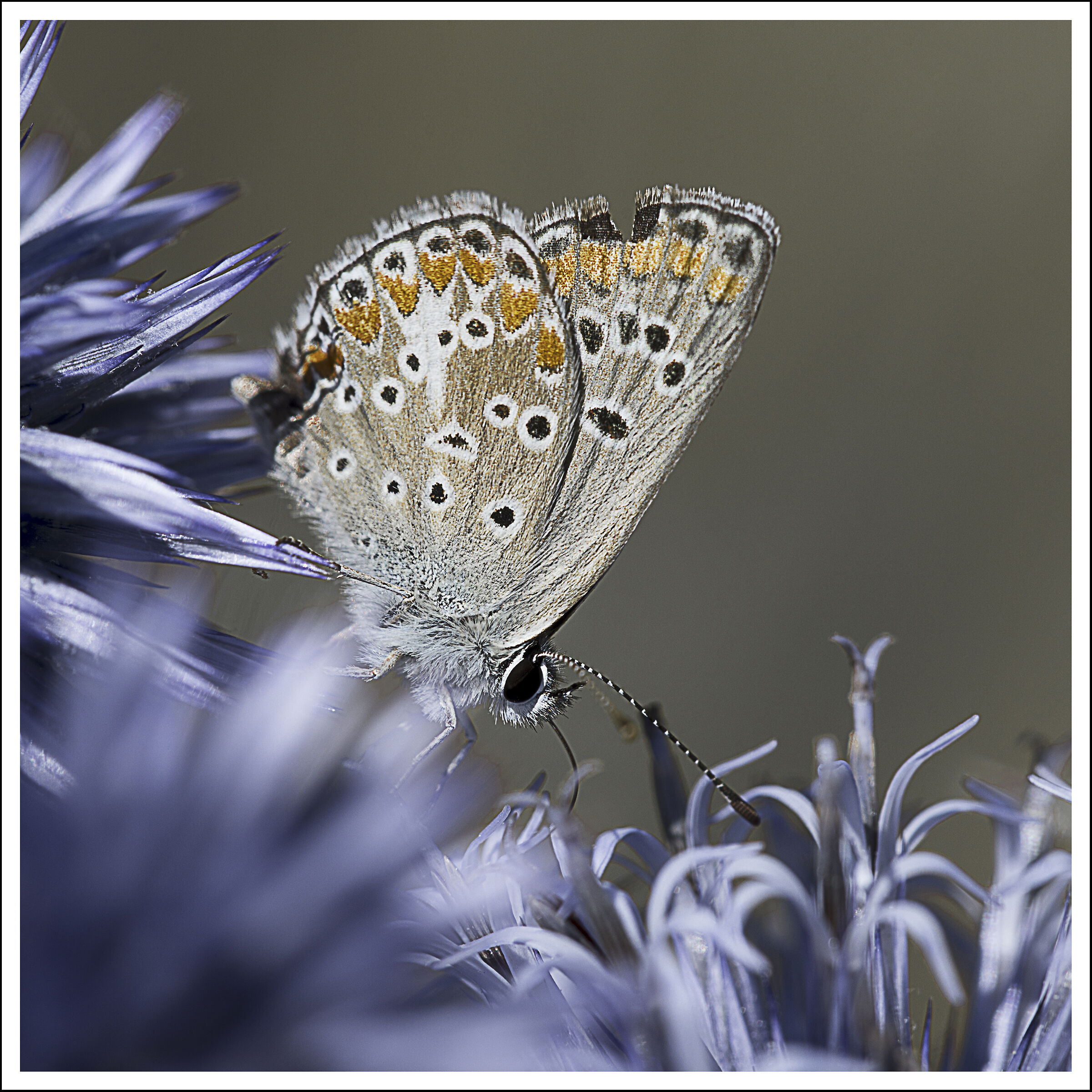 Polyomantus Tersites