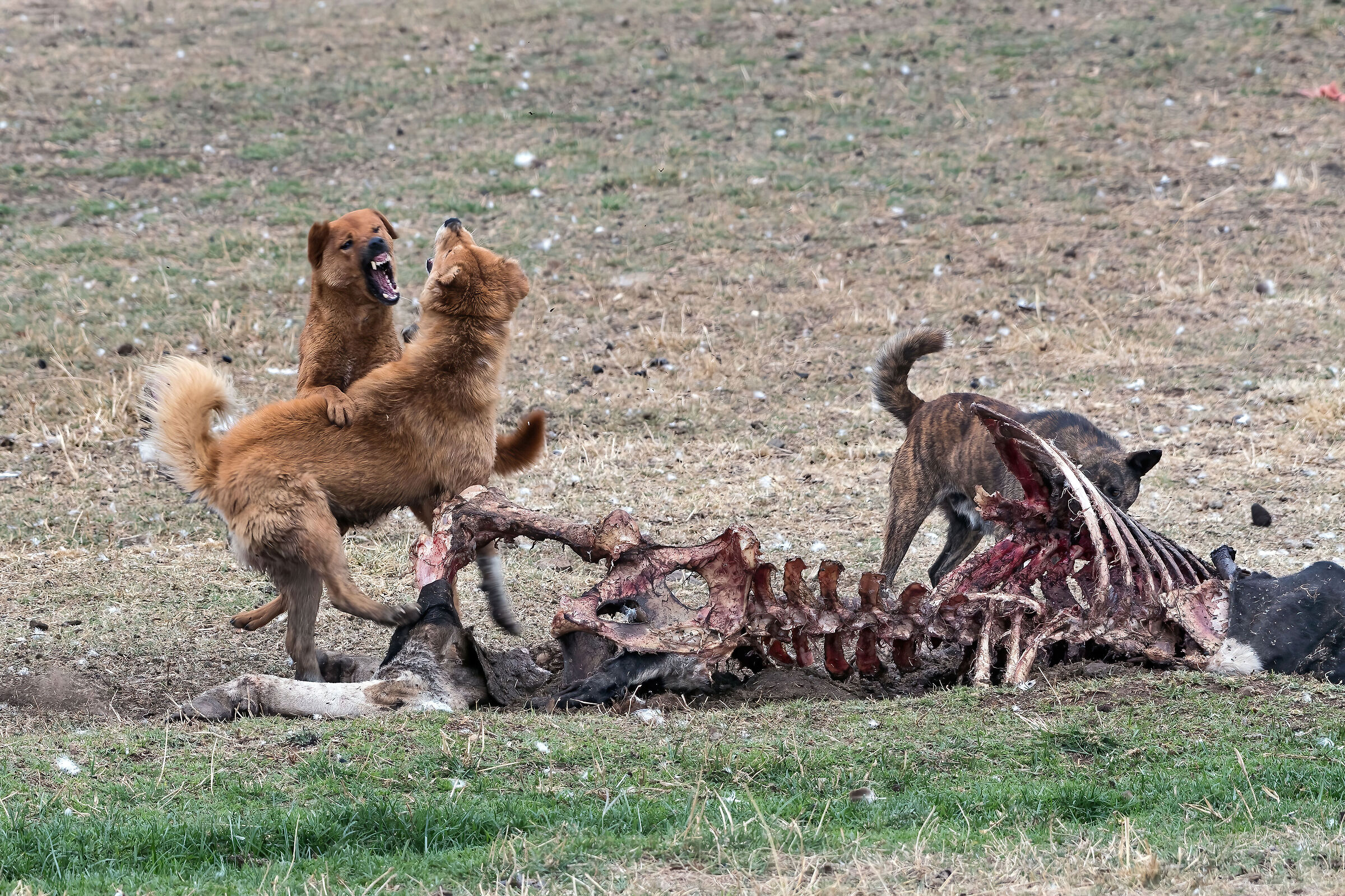 cani randagi su carcassa di mucca
