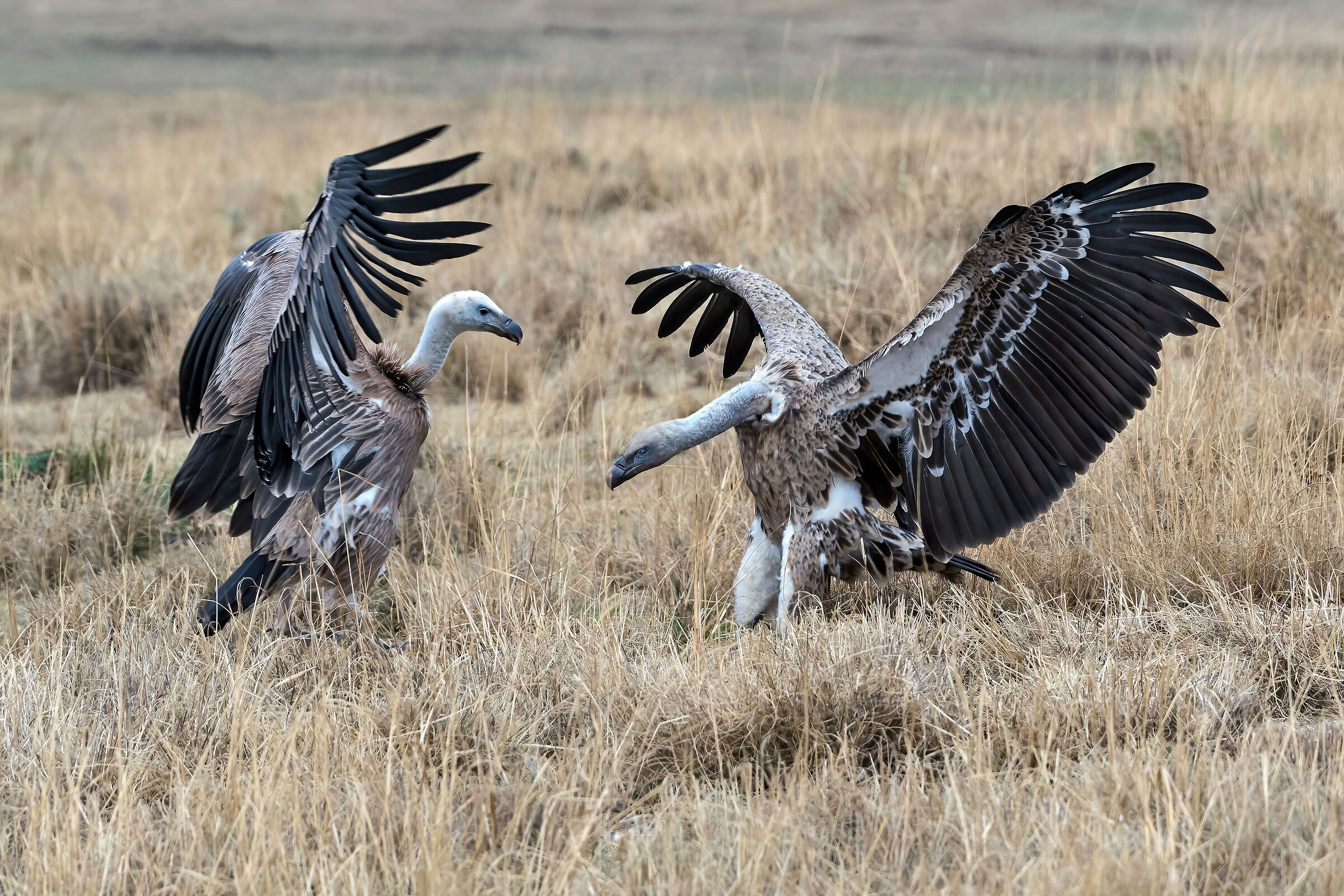Avvoltoi di Rueppell (Gyps rueppellii)