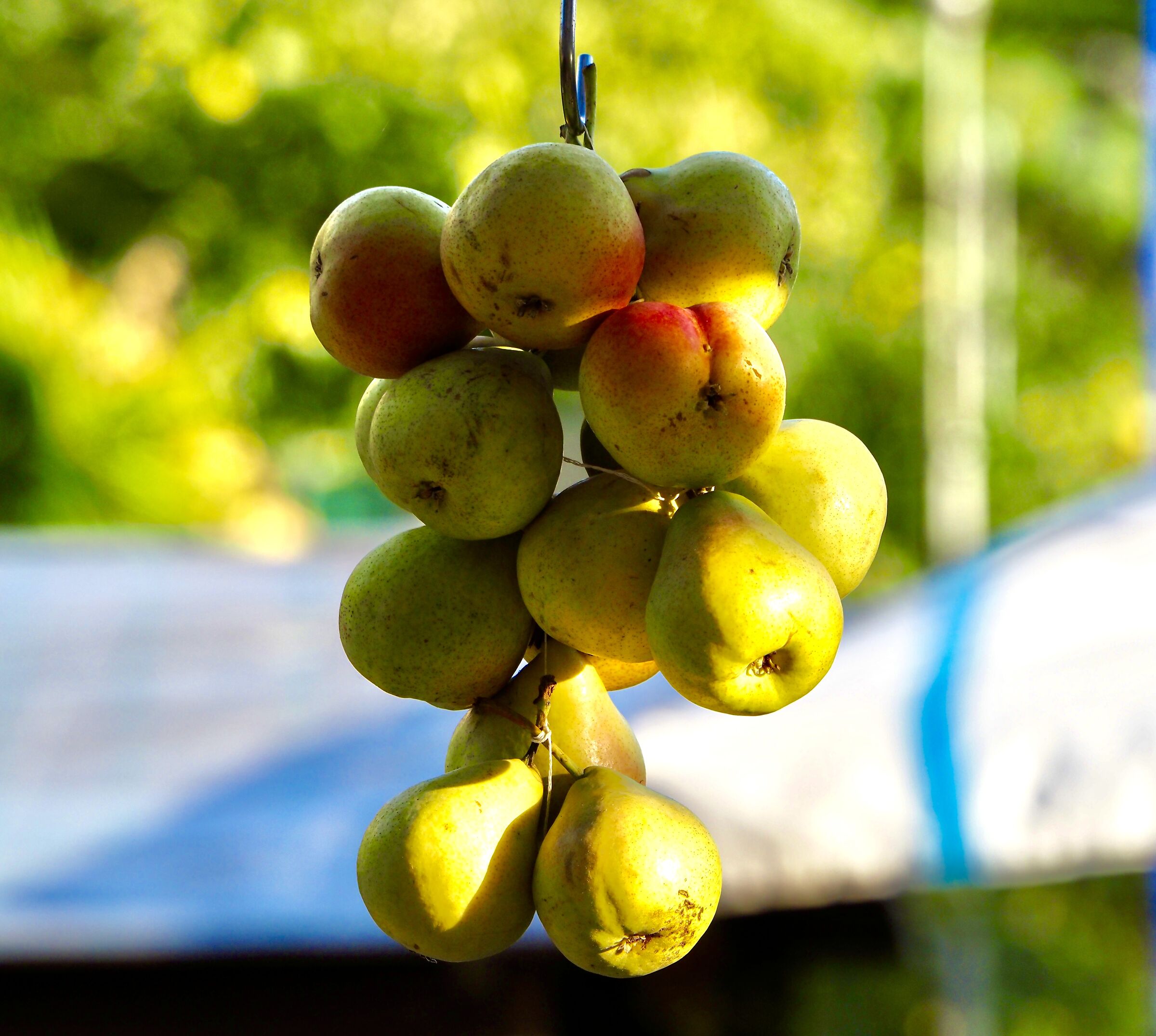 Pears of Etna