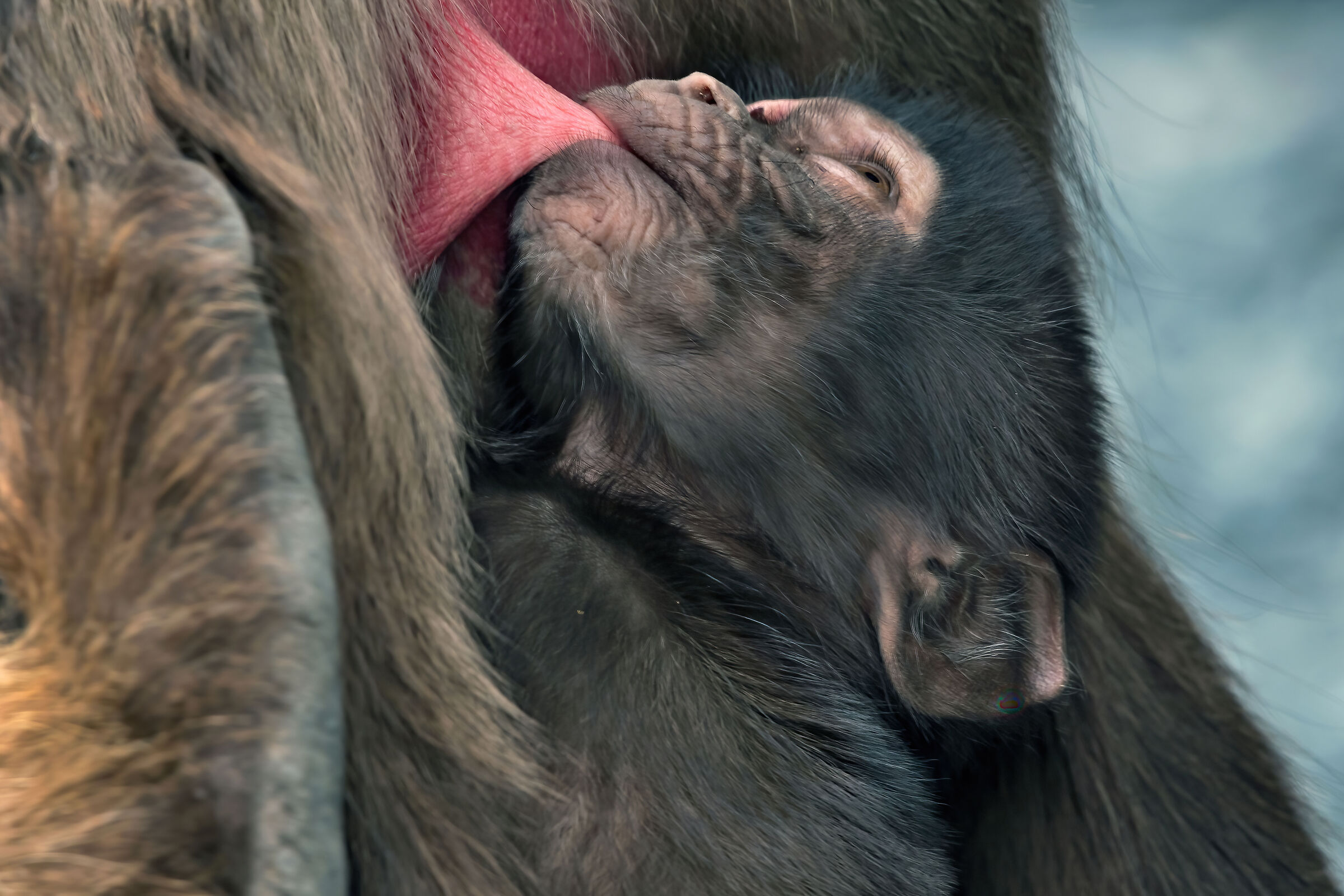 babbuino Gelada (Theropithecus gelada)