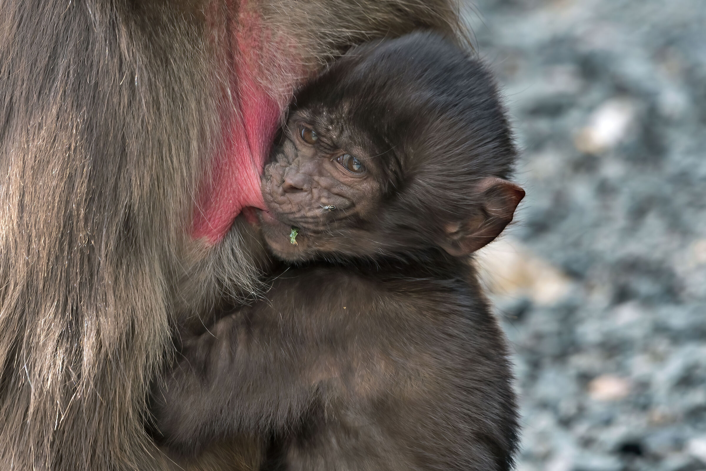 babbuino Gelada (Theropithecus gelada), Gelada Baboons