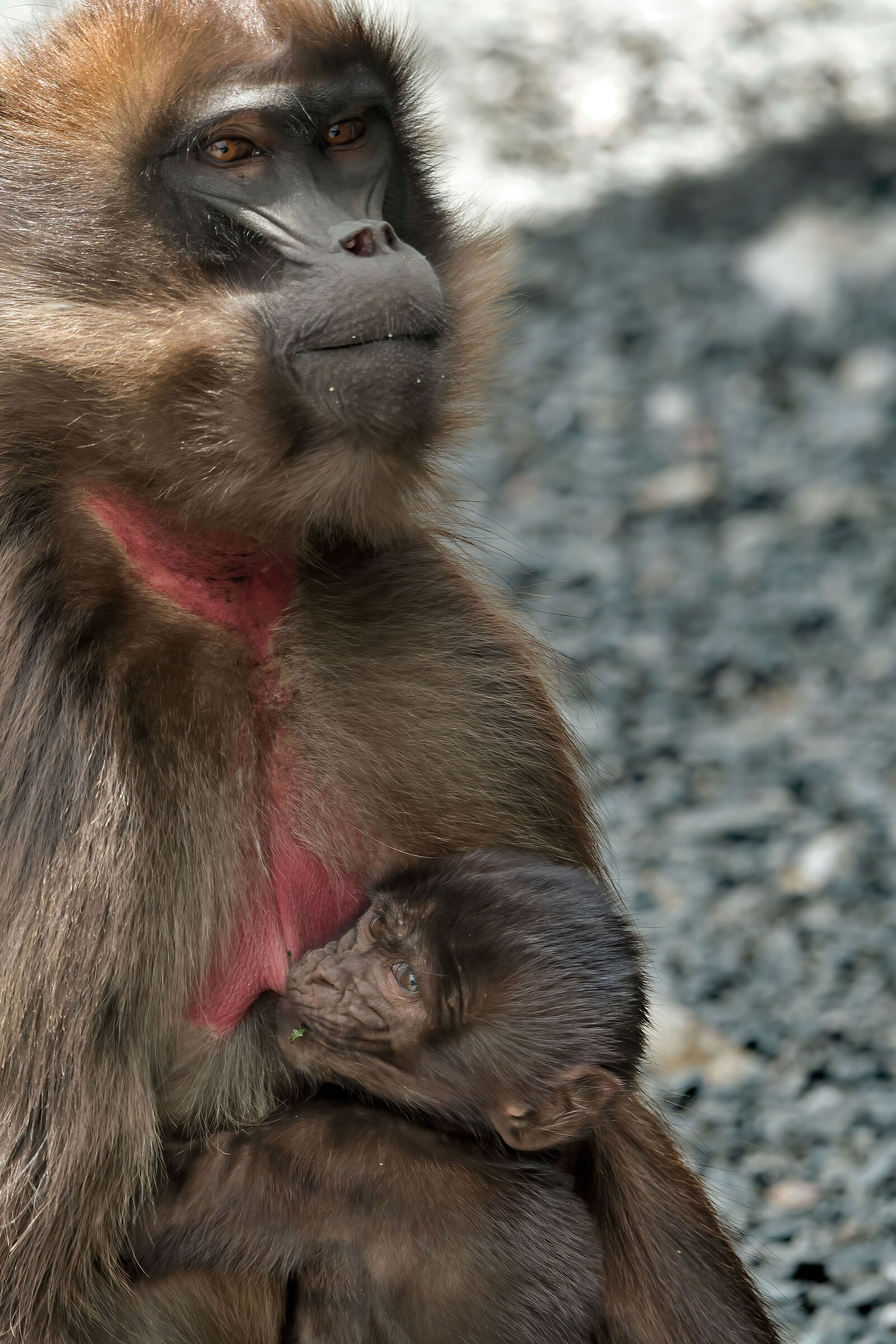 babbuini Gelada (Theropithecus gelada)