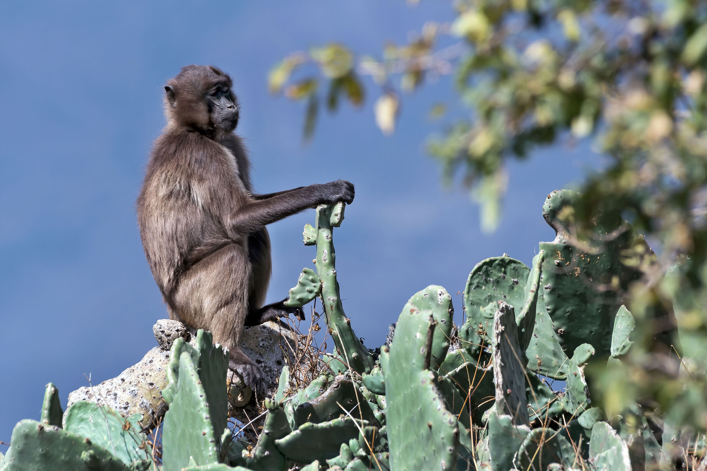 babbuino Gelada (Theropithecus gelada)