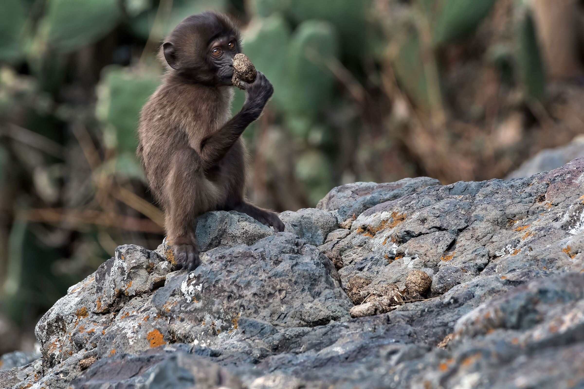 babbuino Gelada (Theropithecus gelada) juv.