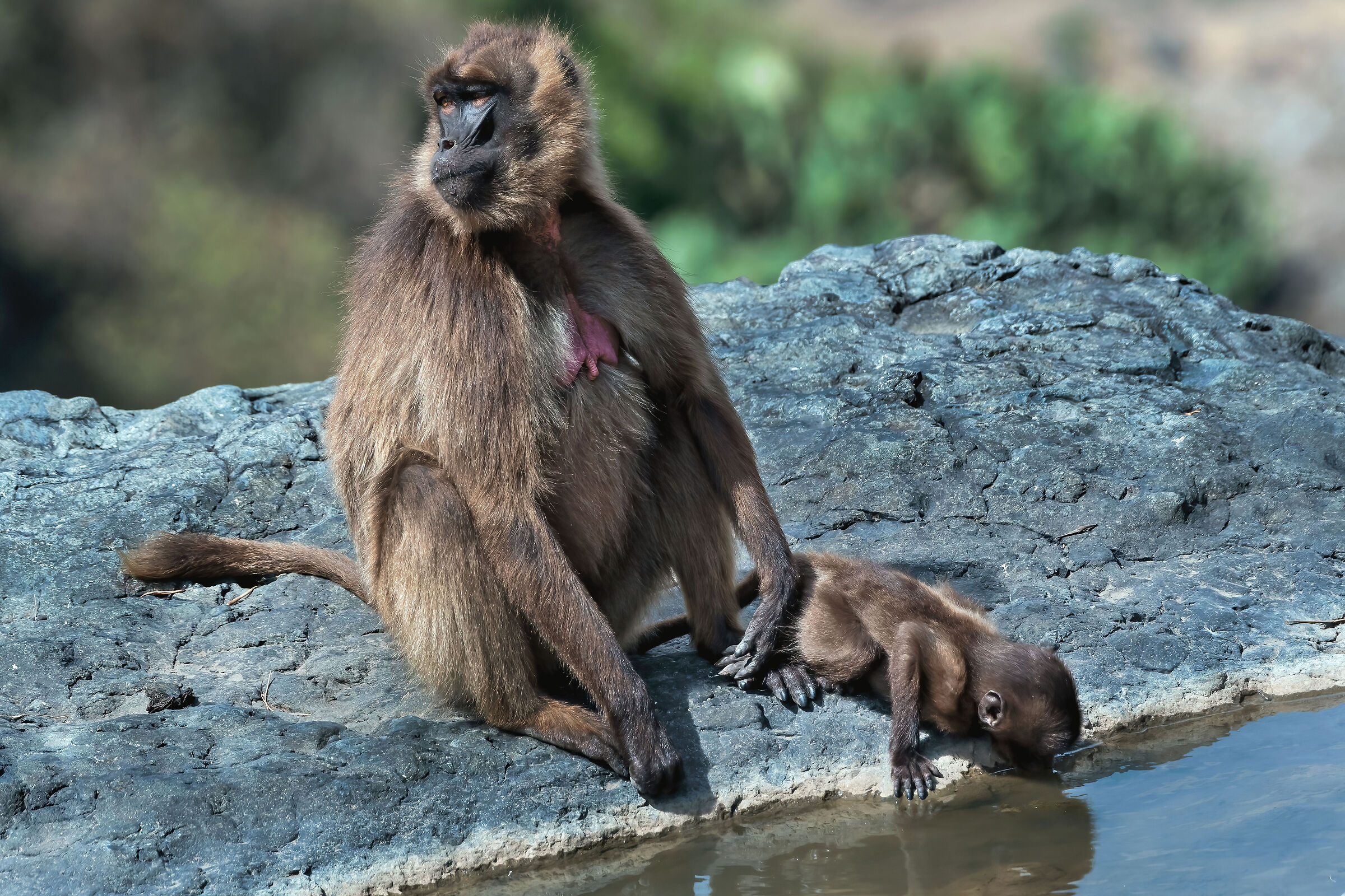 babbuini Gelada (Theropithecus gelada)