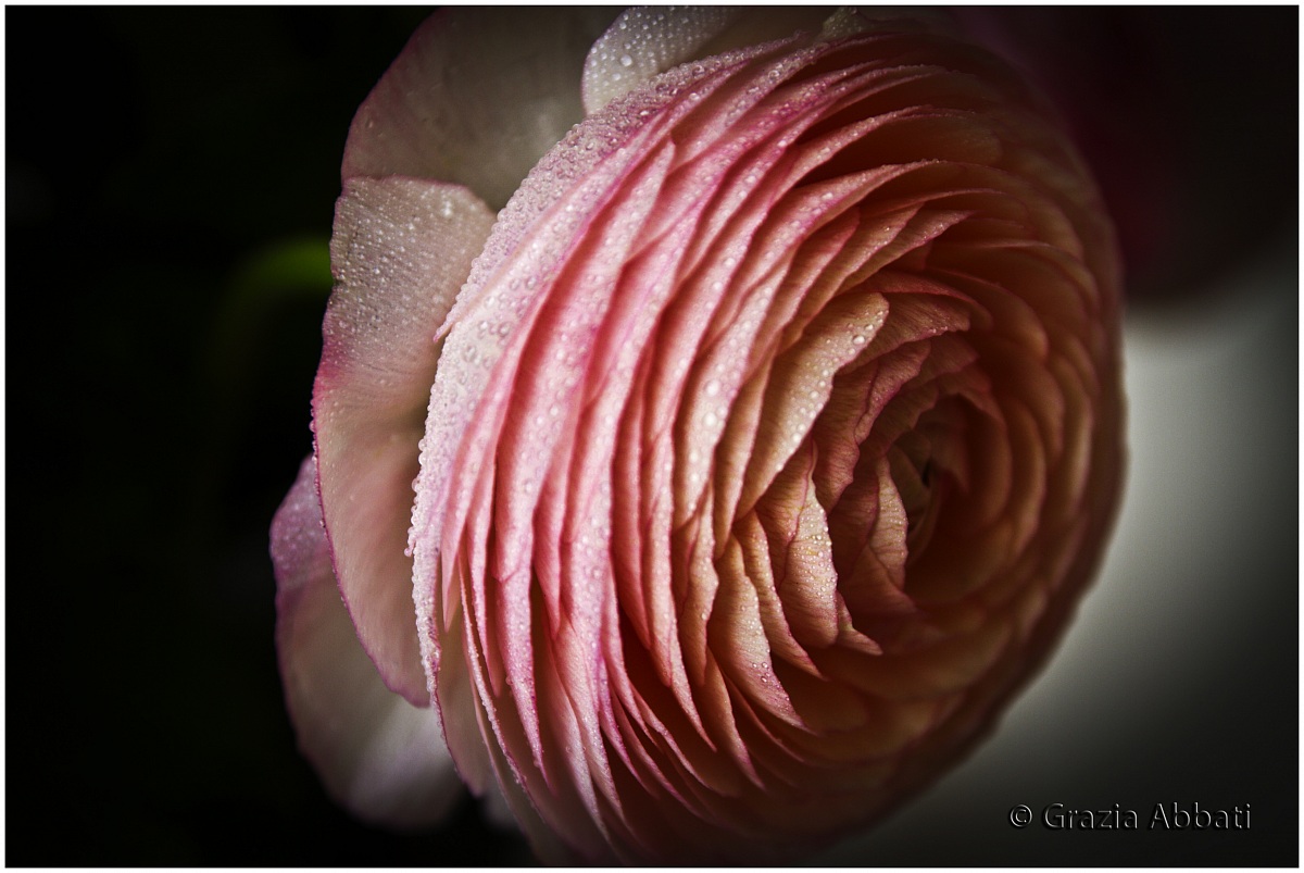 Pink Gerbera