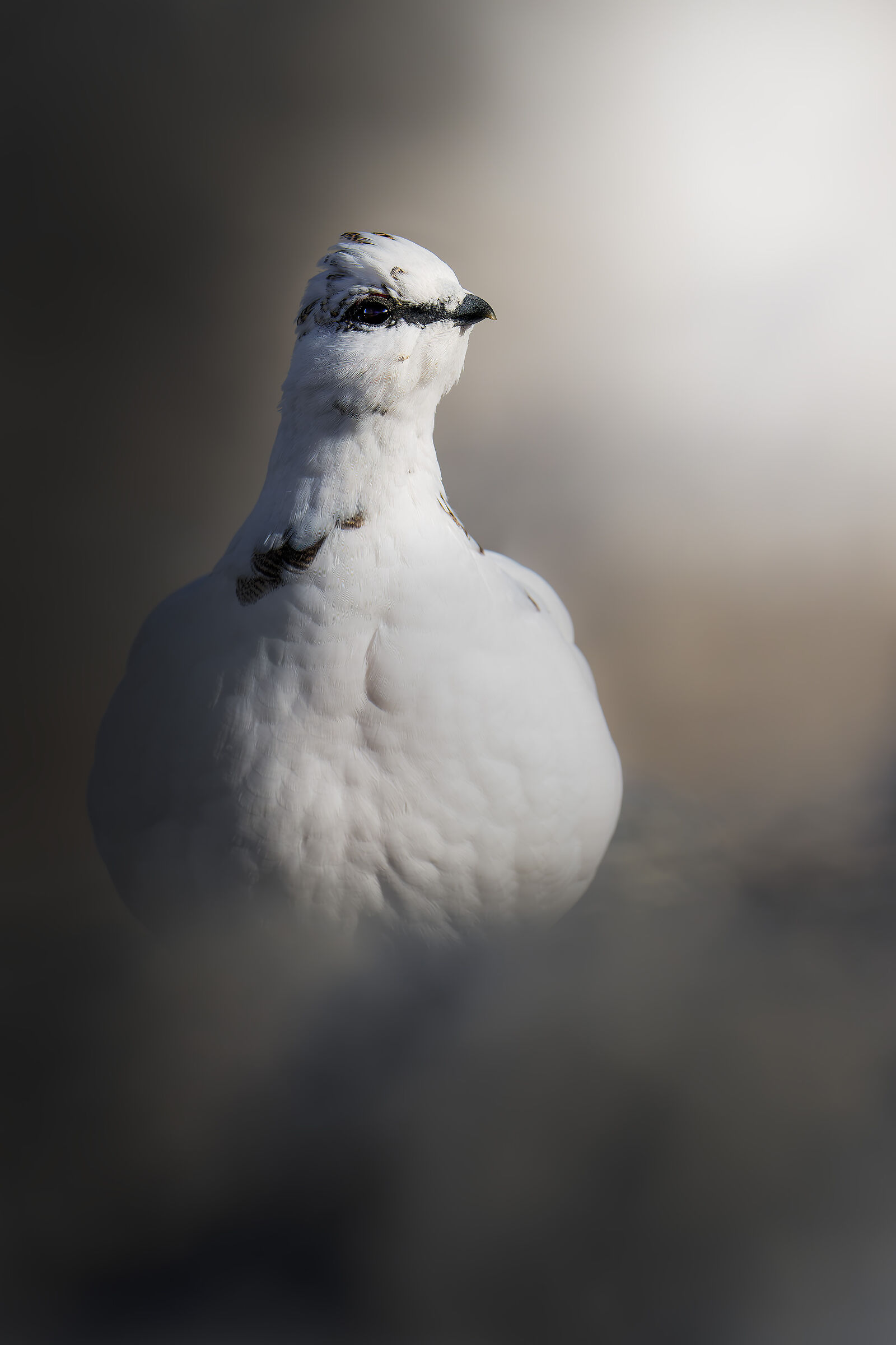 Ptarmigan
