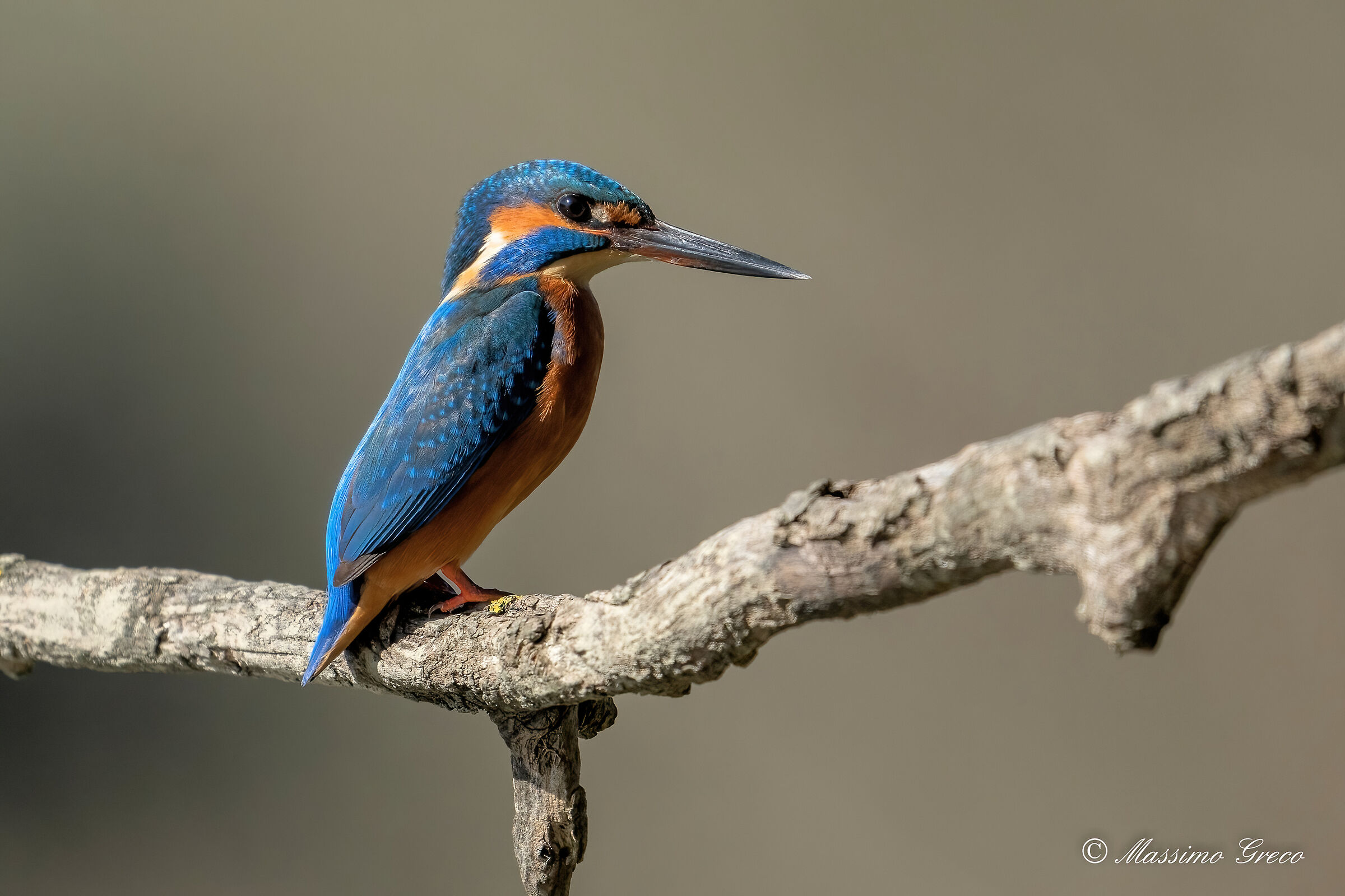 Kingfisher