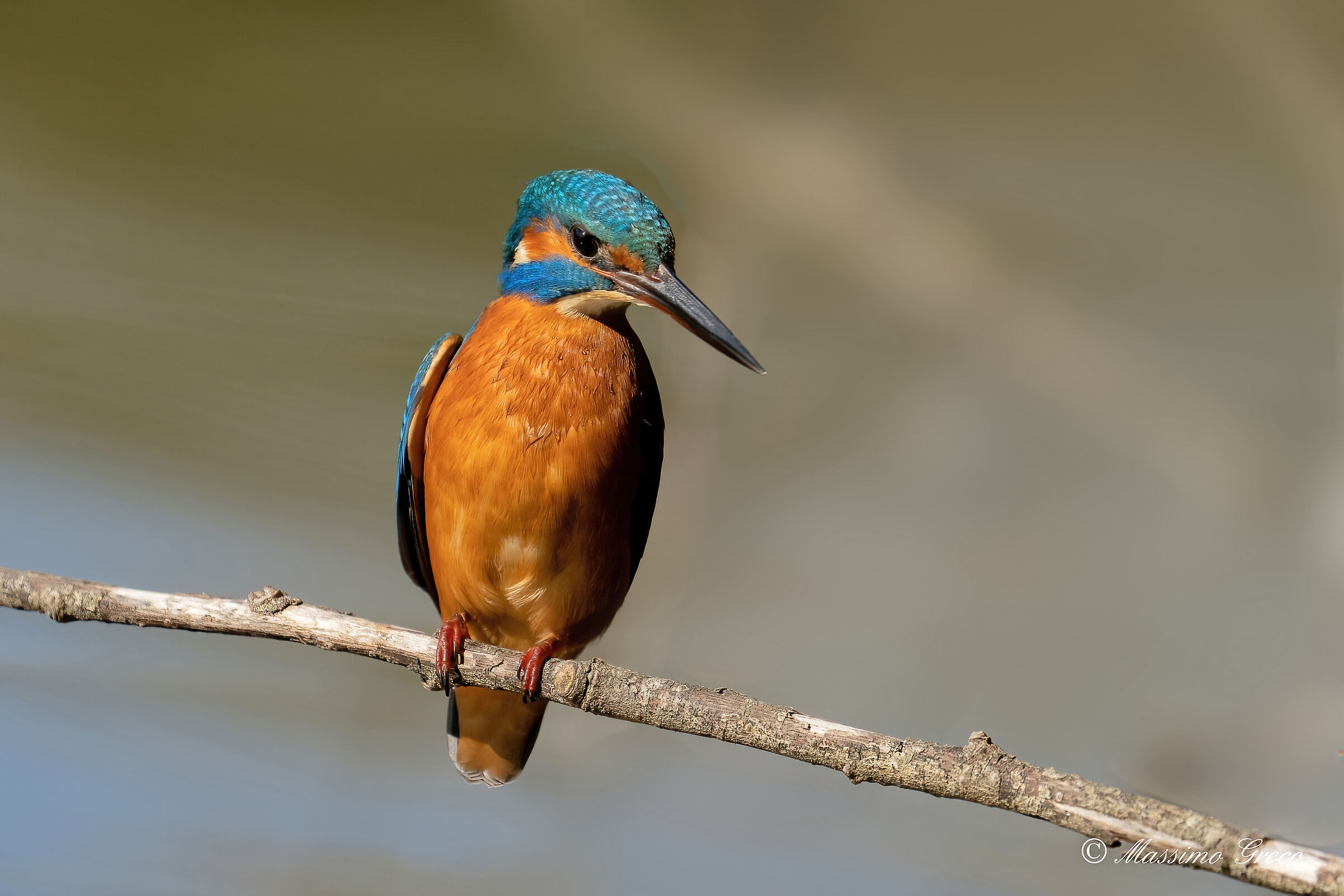 Kingfisher