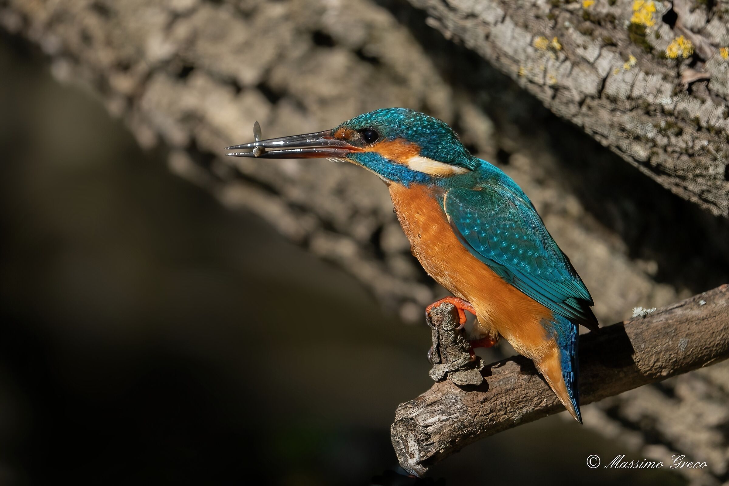 Kingfisher