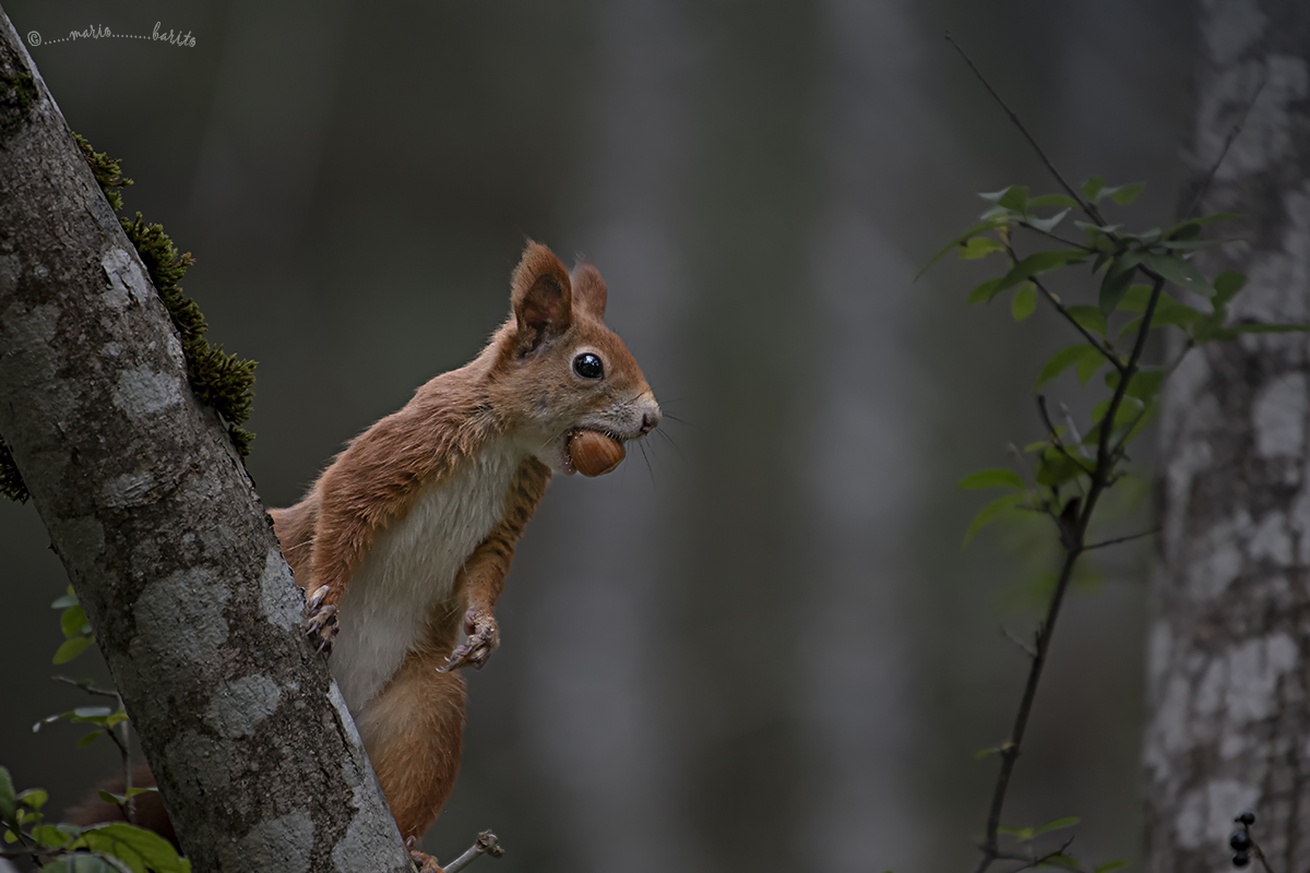 red squirrel
