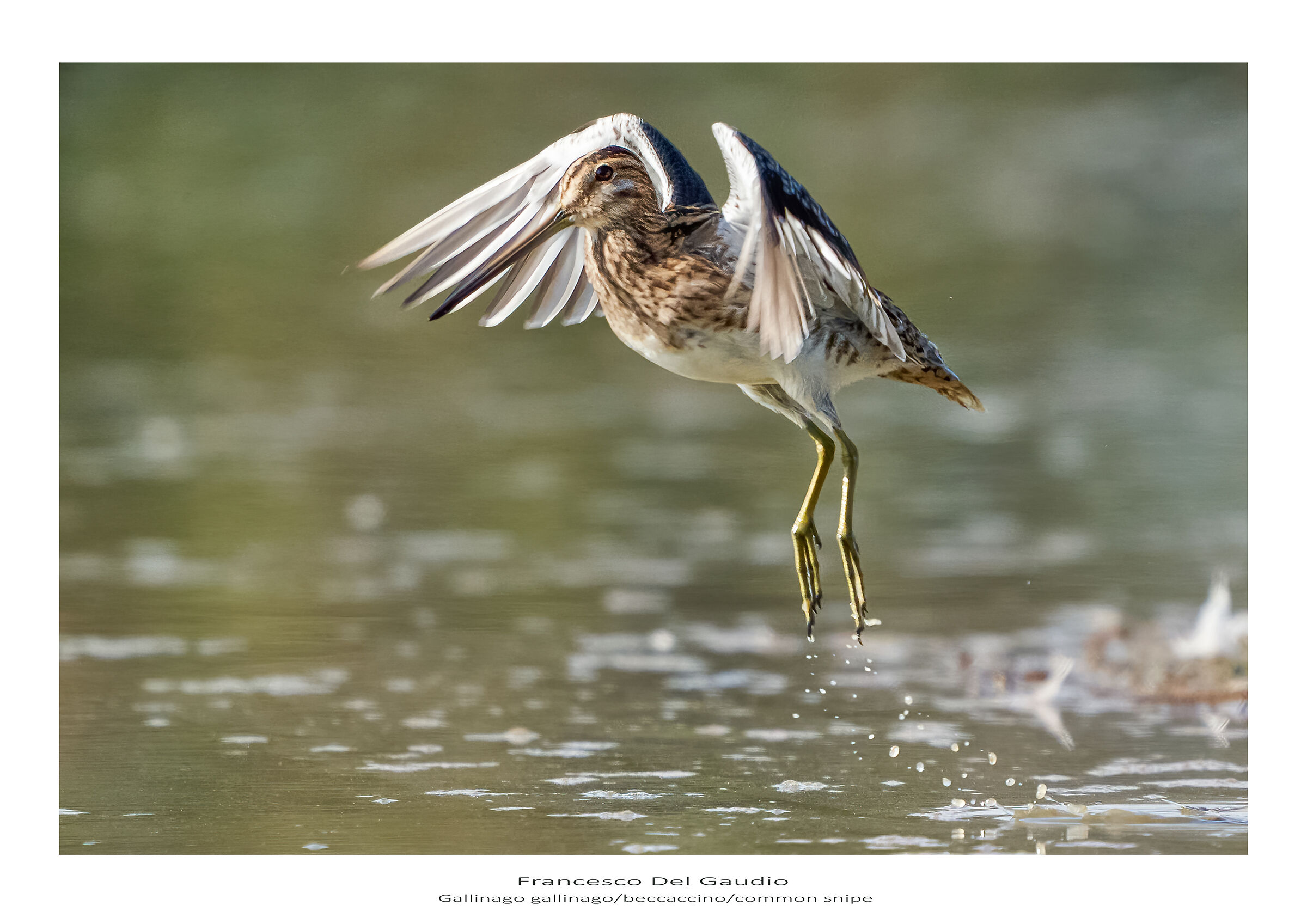 common snipe take off