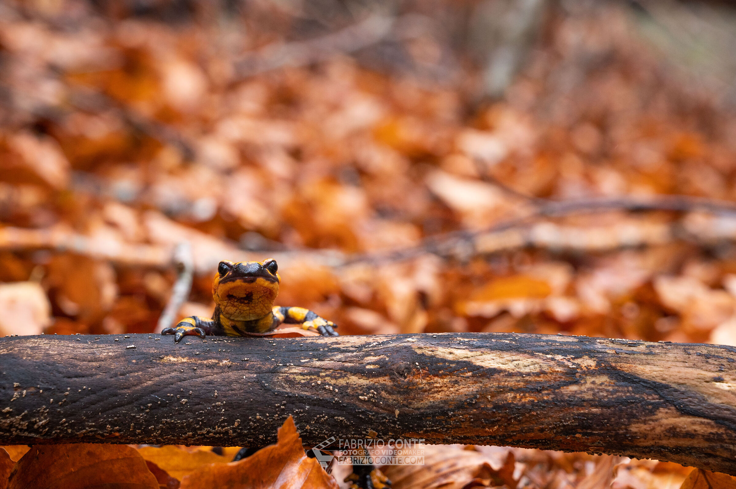 Salamandra 1