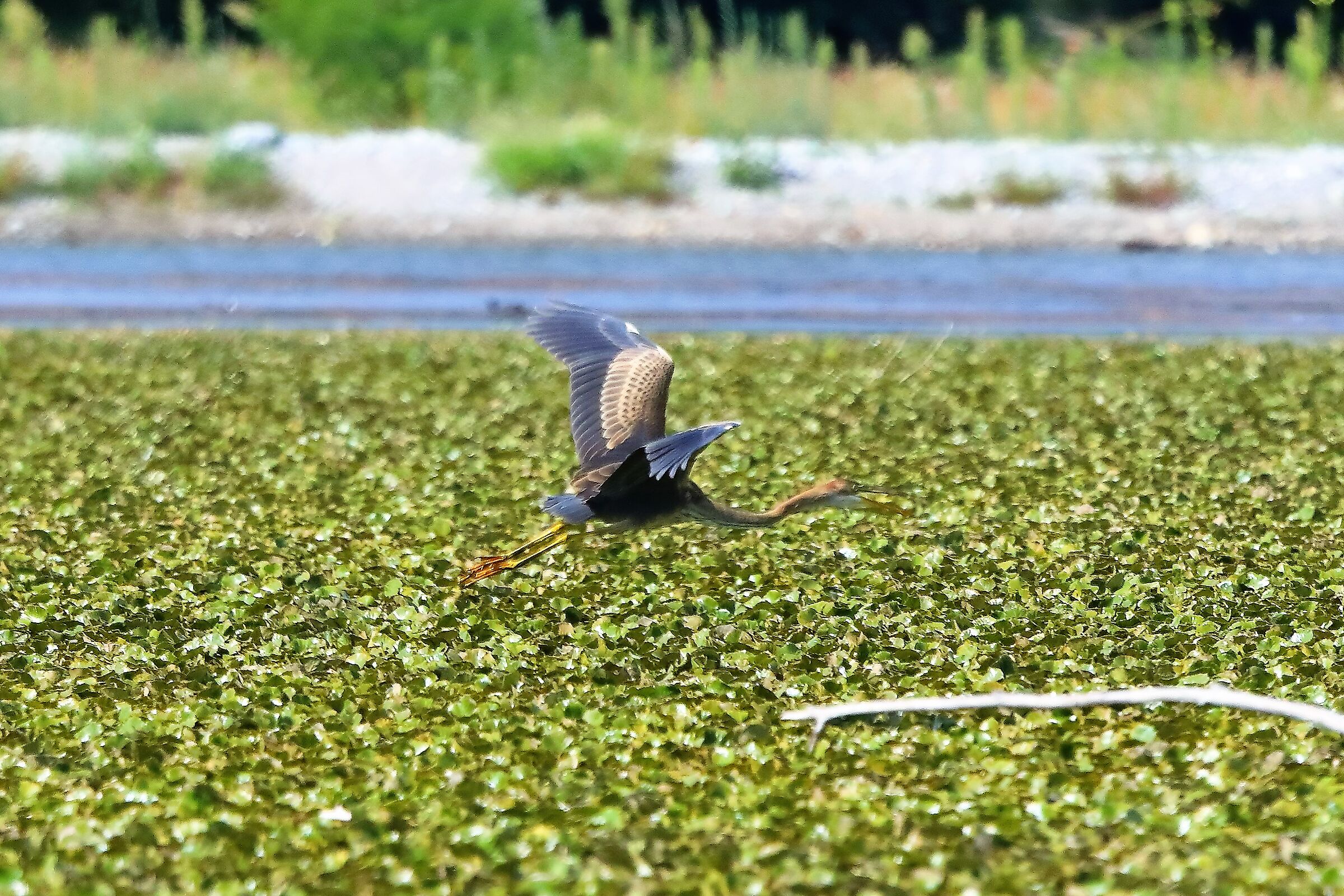 airone rosso 27-08-2022