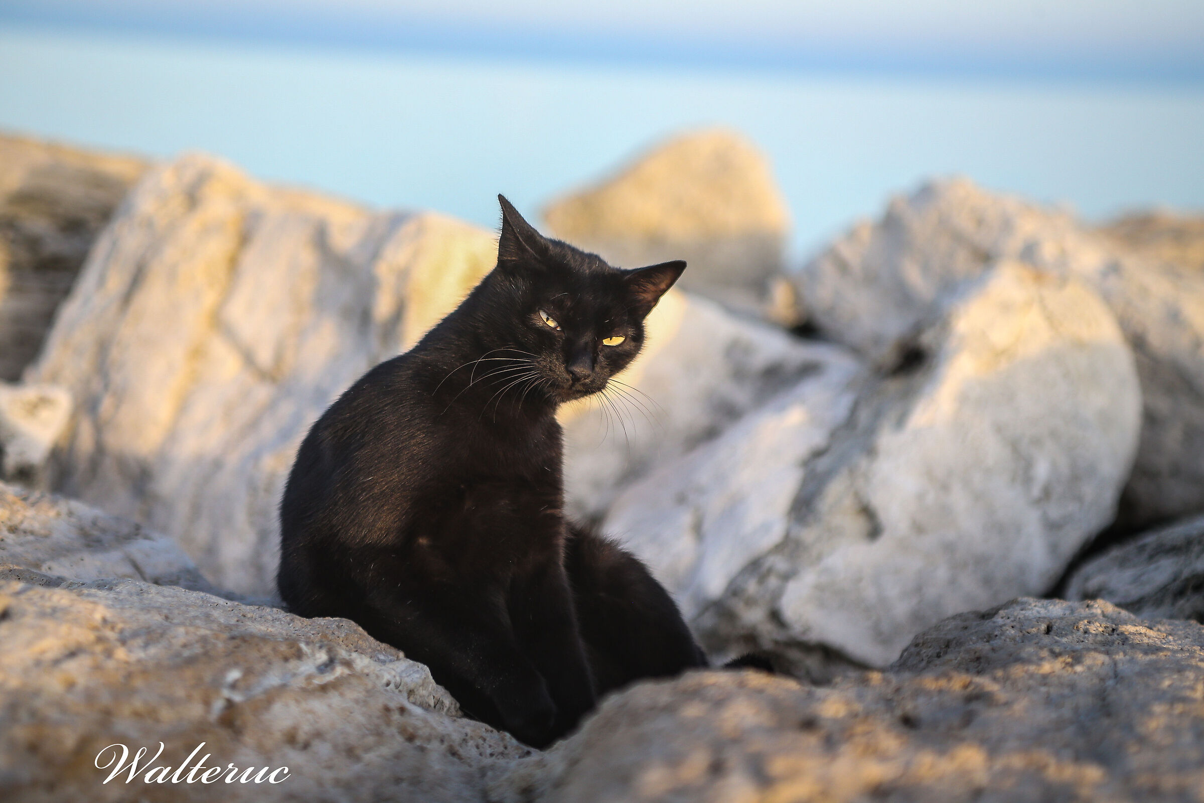 Cats by the sea