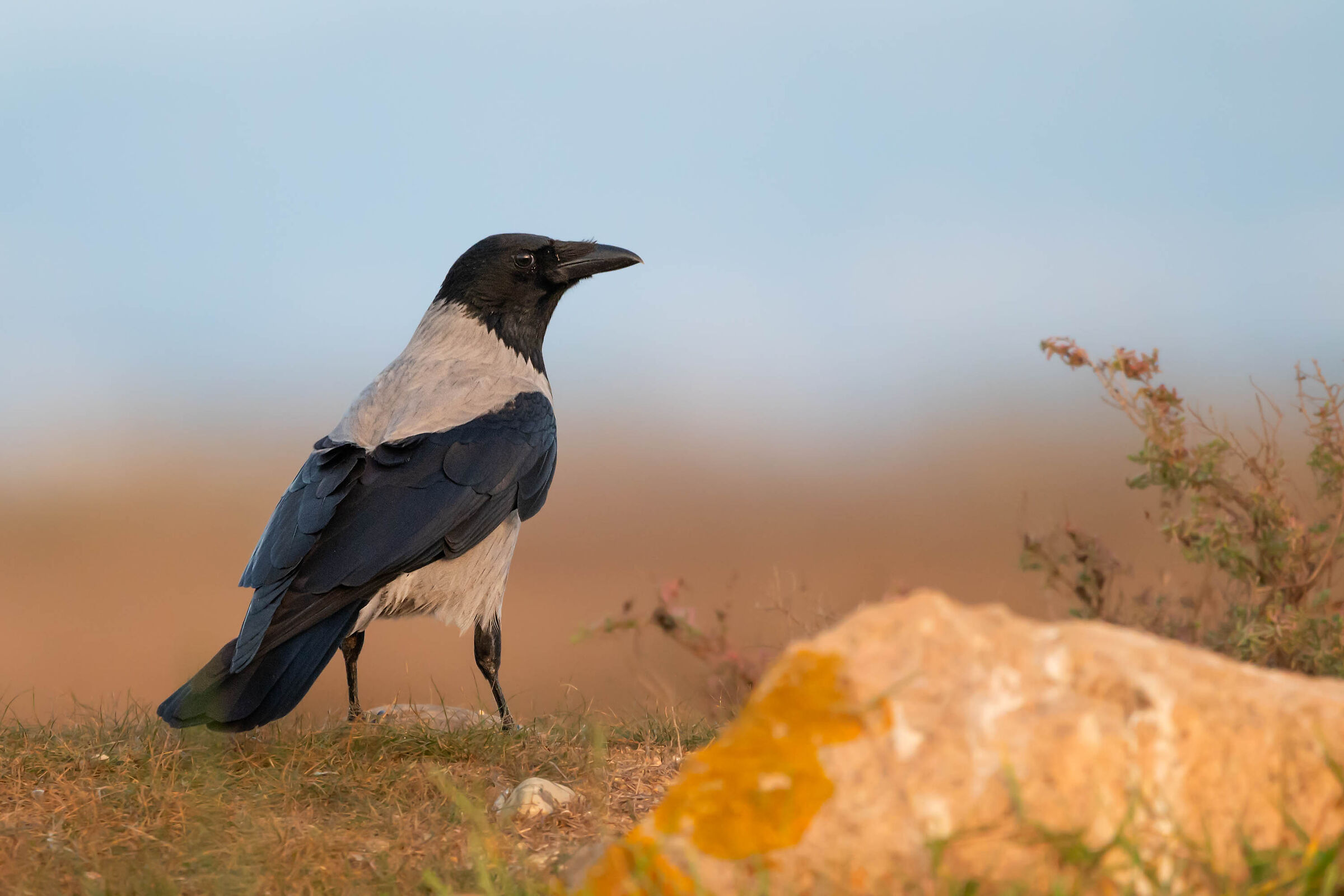 La cornacchia tramontata