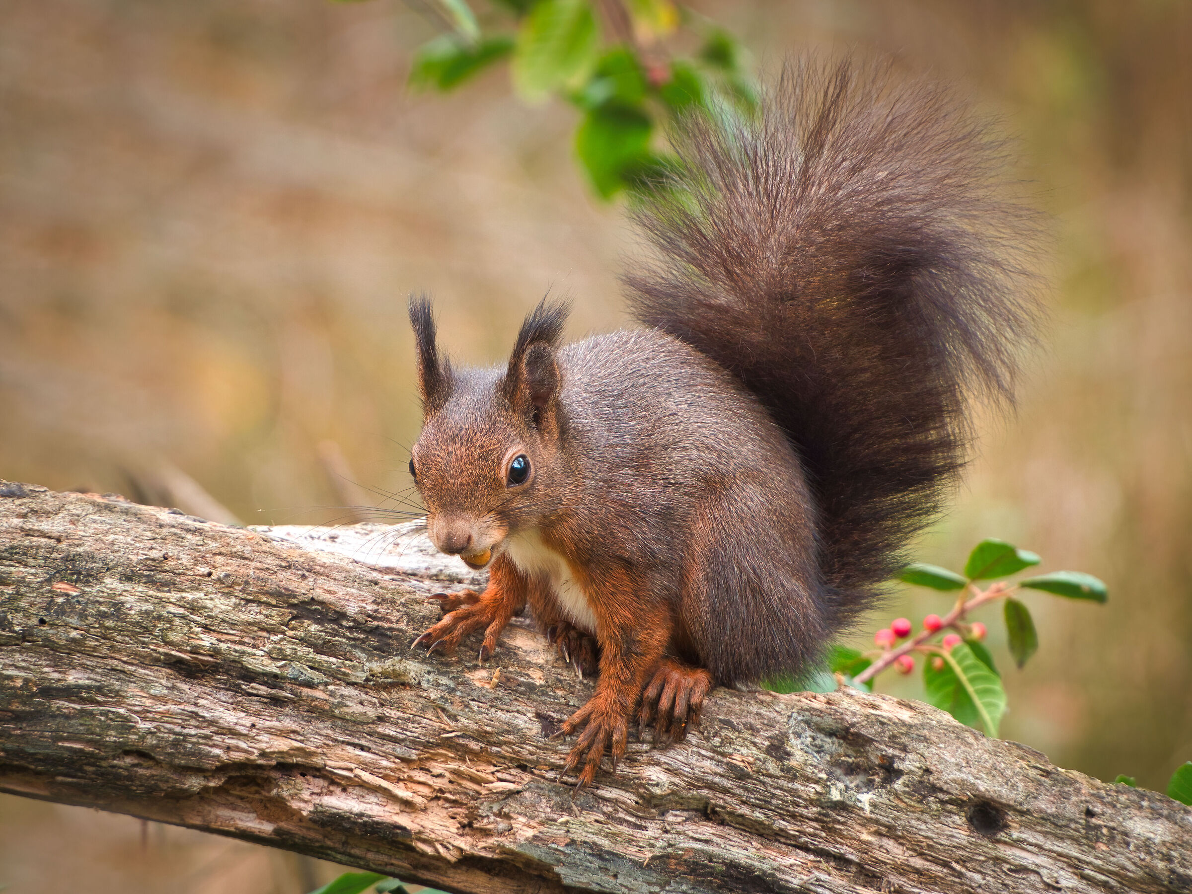Red squirrel