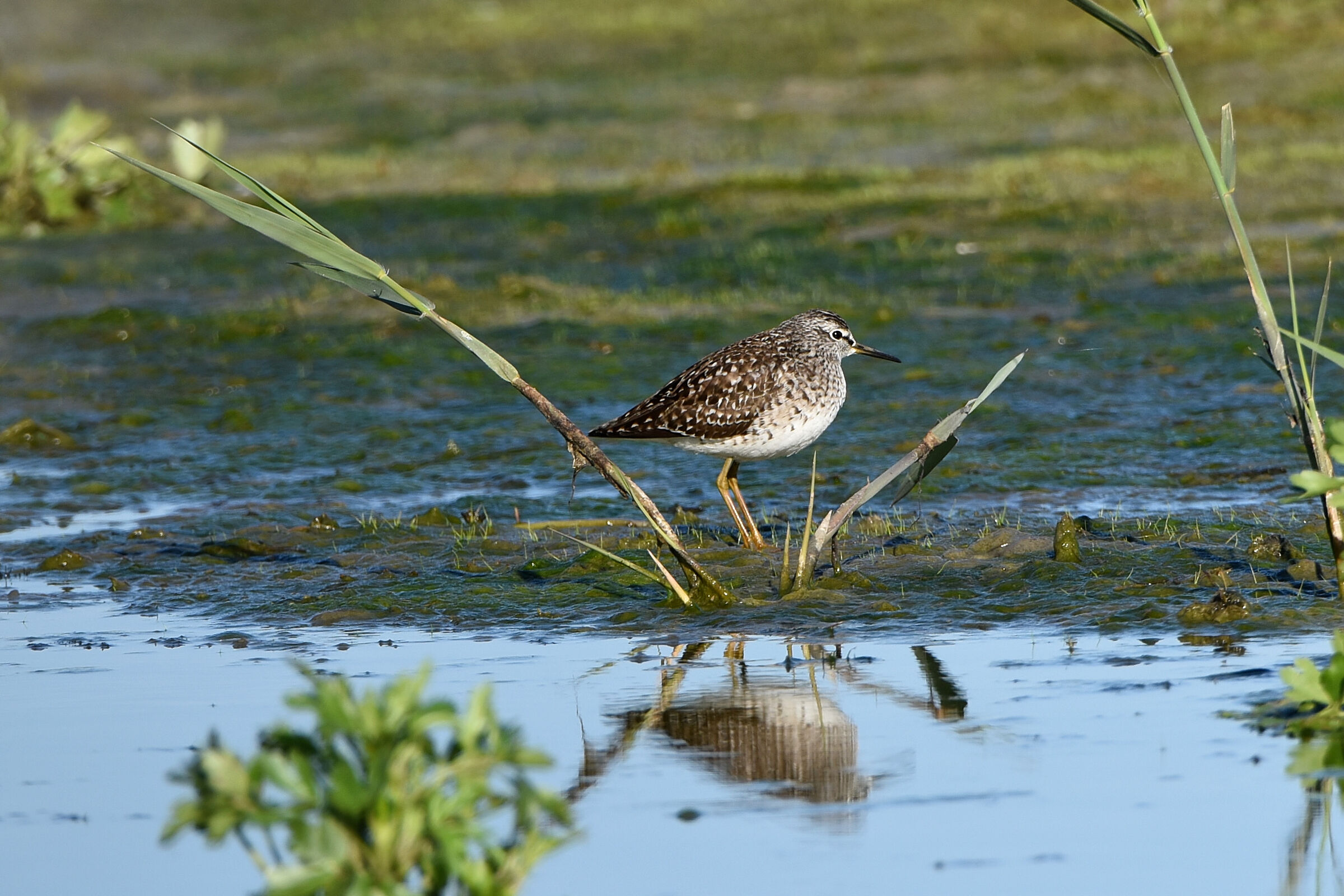 Sandpiper sandpiper
