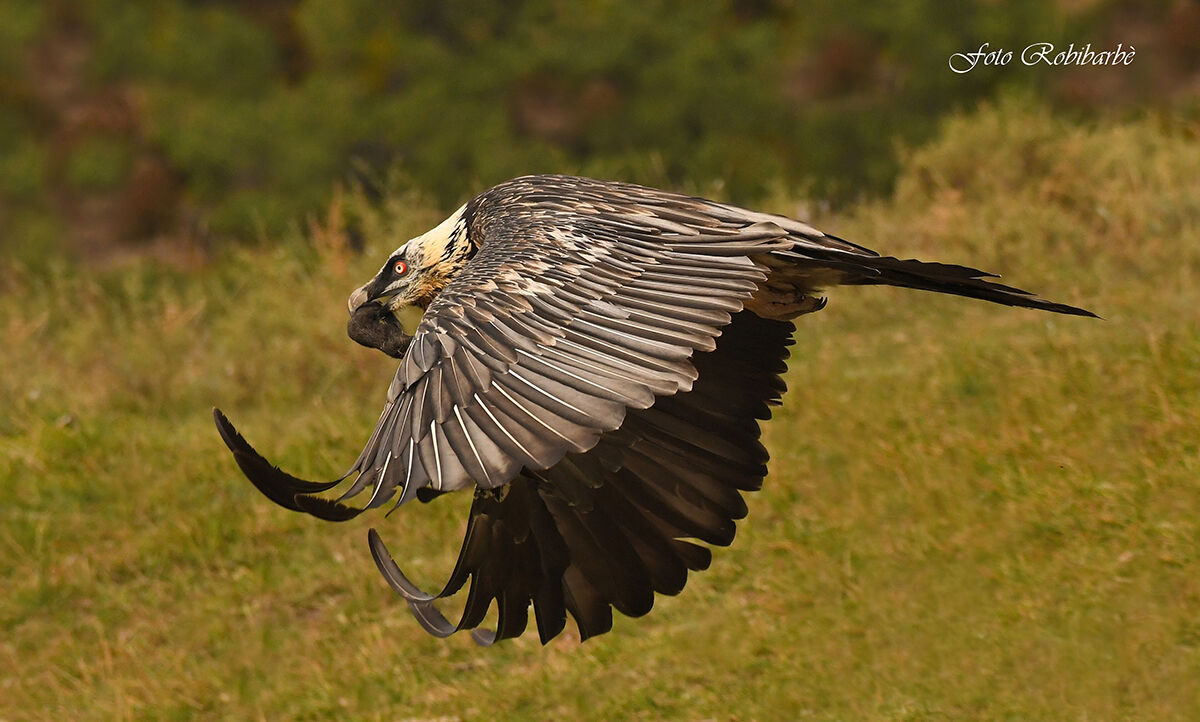 Gypaetus barbatus...