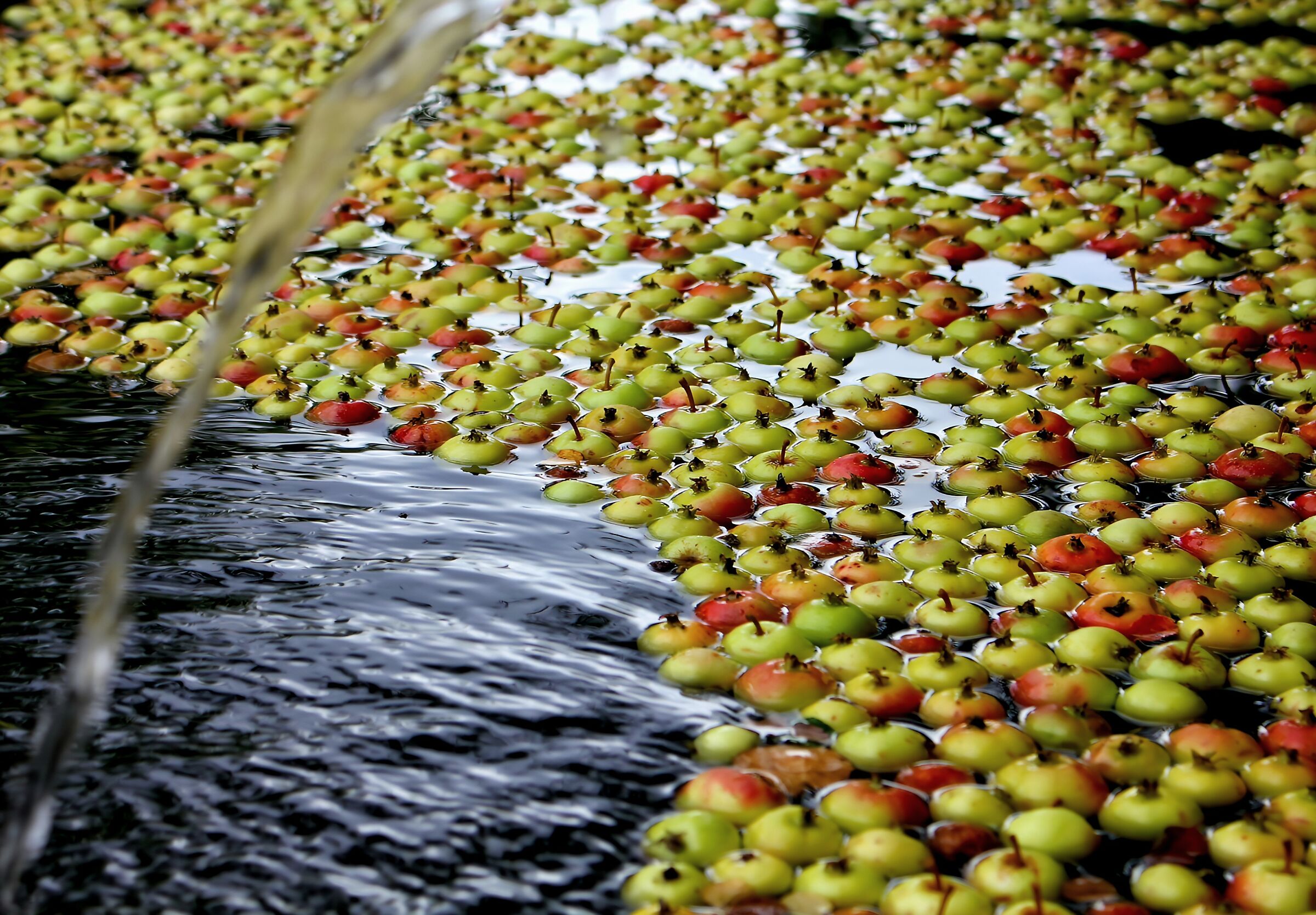 Floating wild apple tree