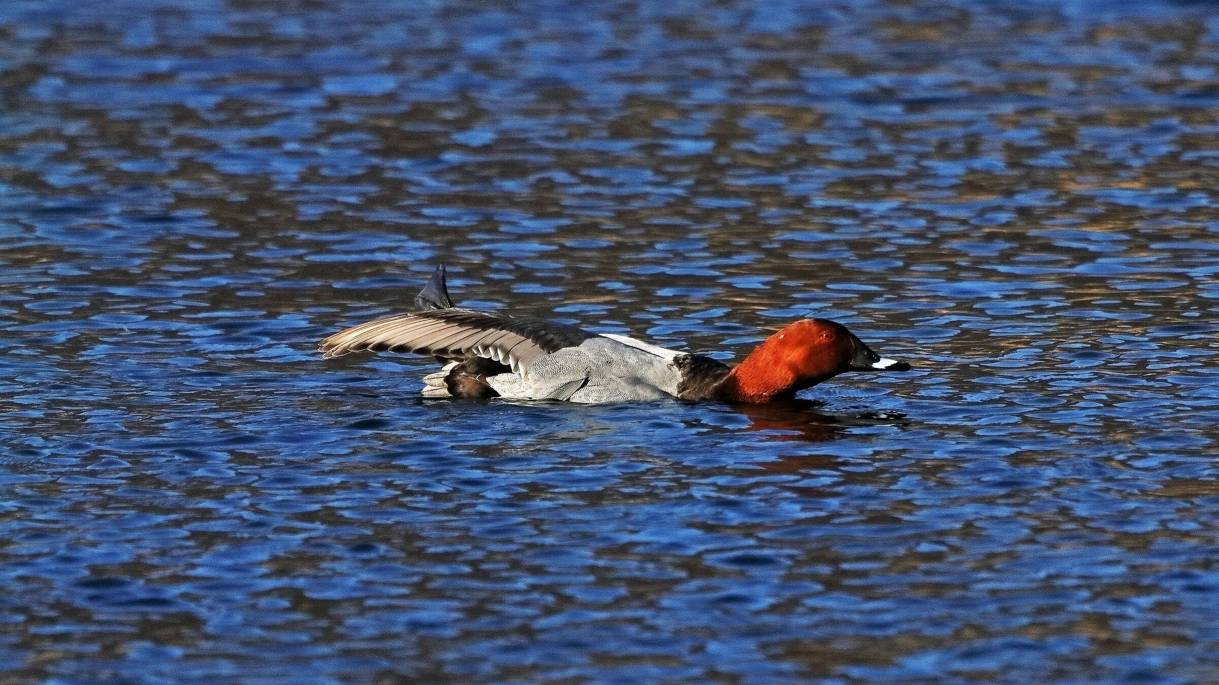 moriglione 28 gen 2022 --013--