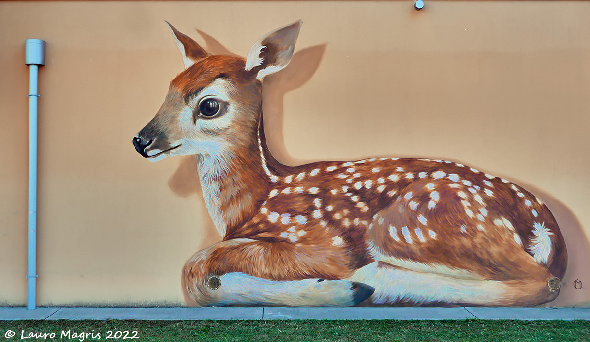 The rest of the fawn