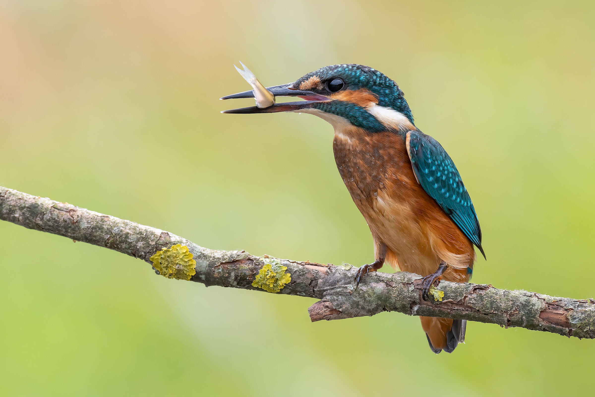 Alcedo atthis