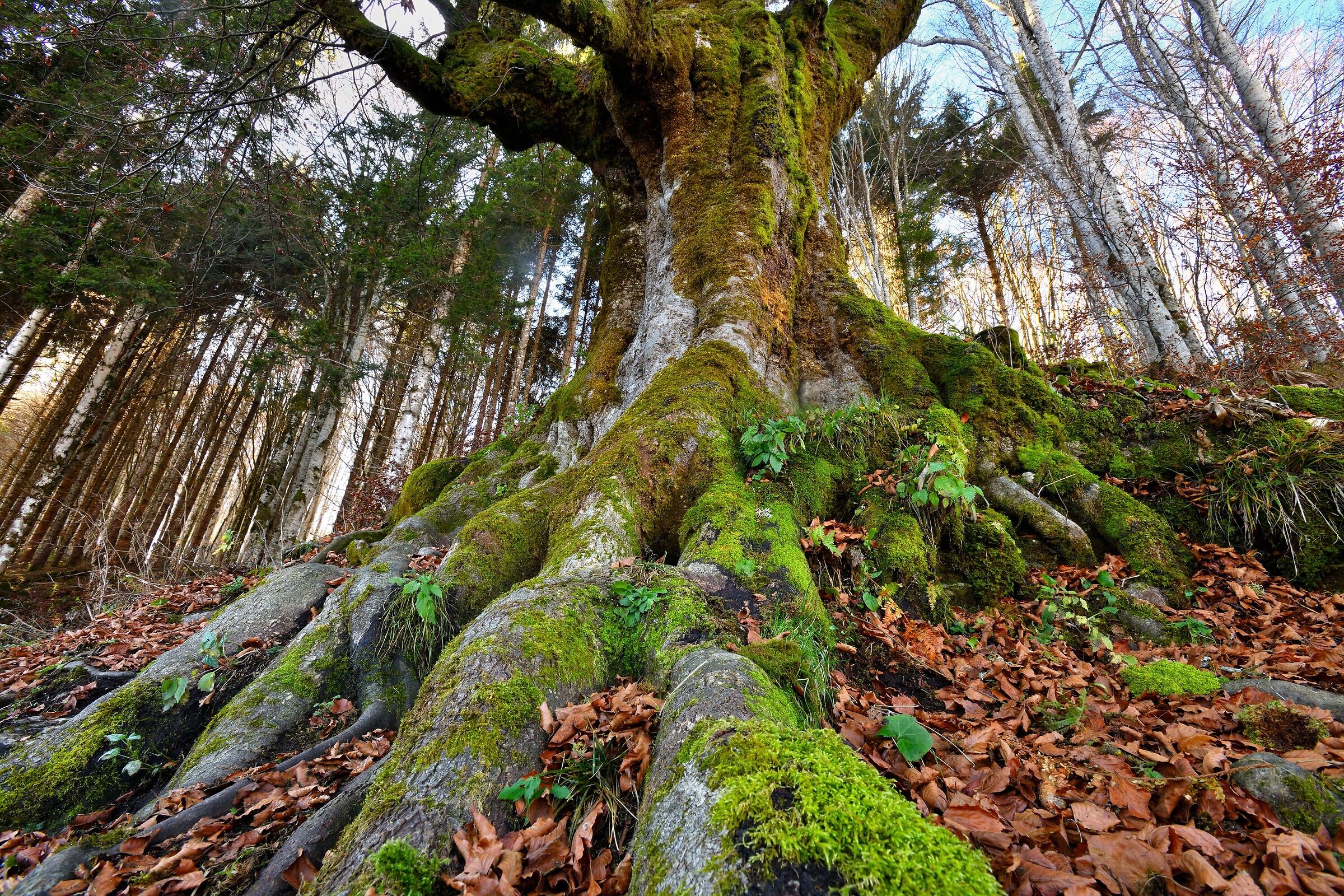 il vecchio patriarca