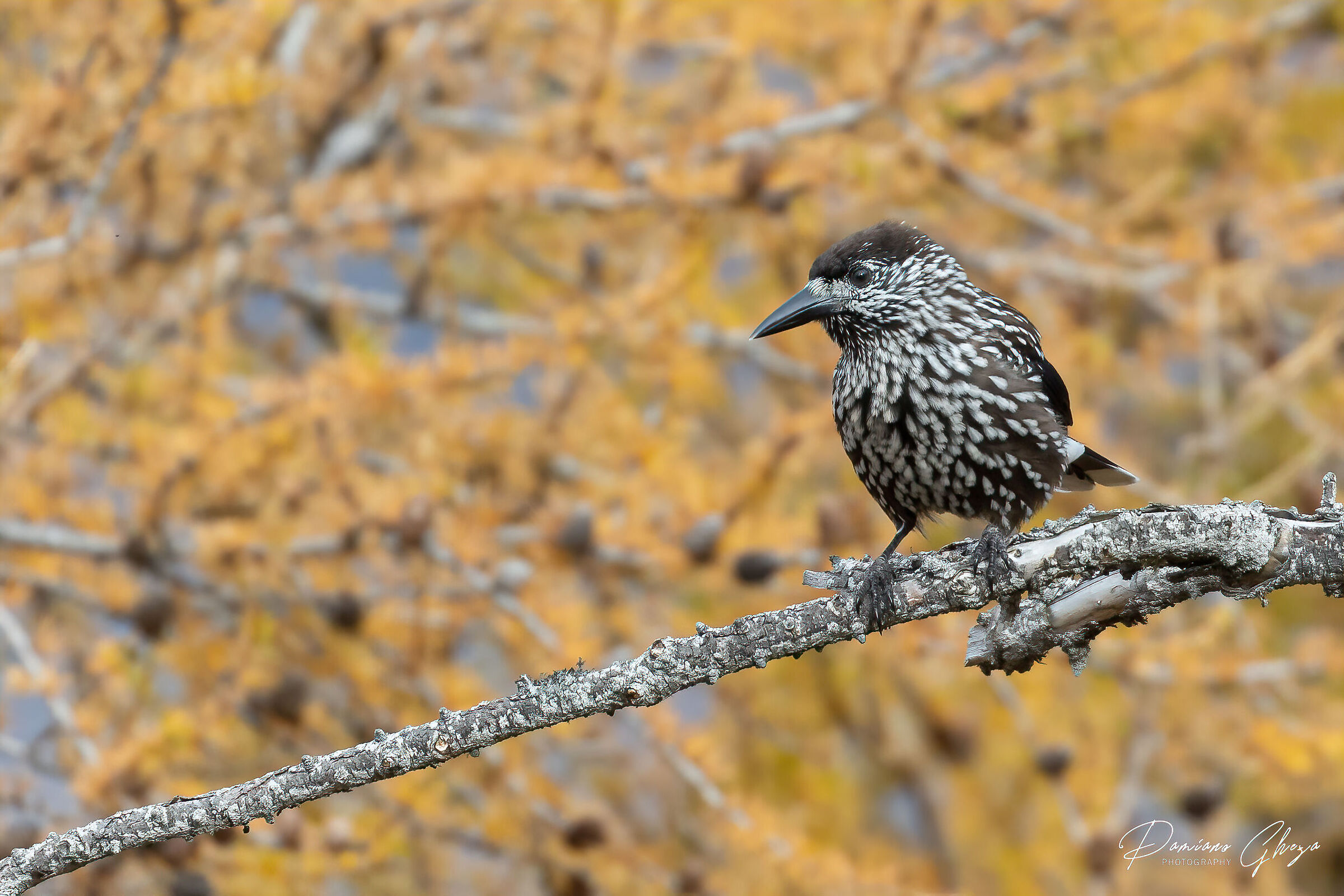 Spotted nutcracker