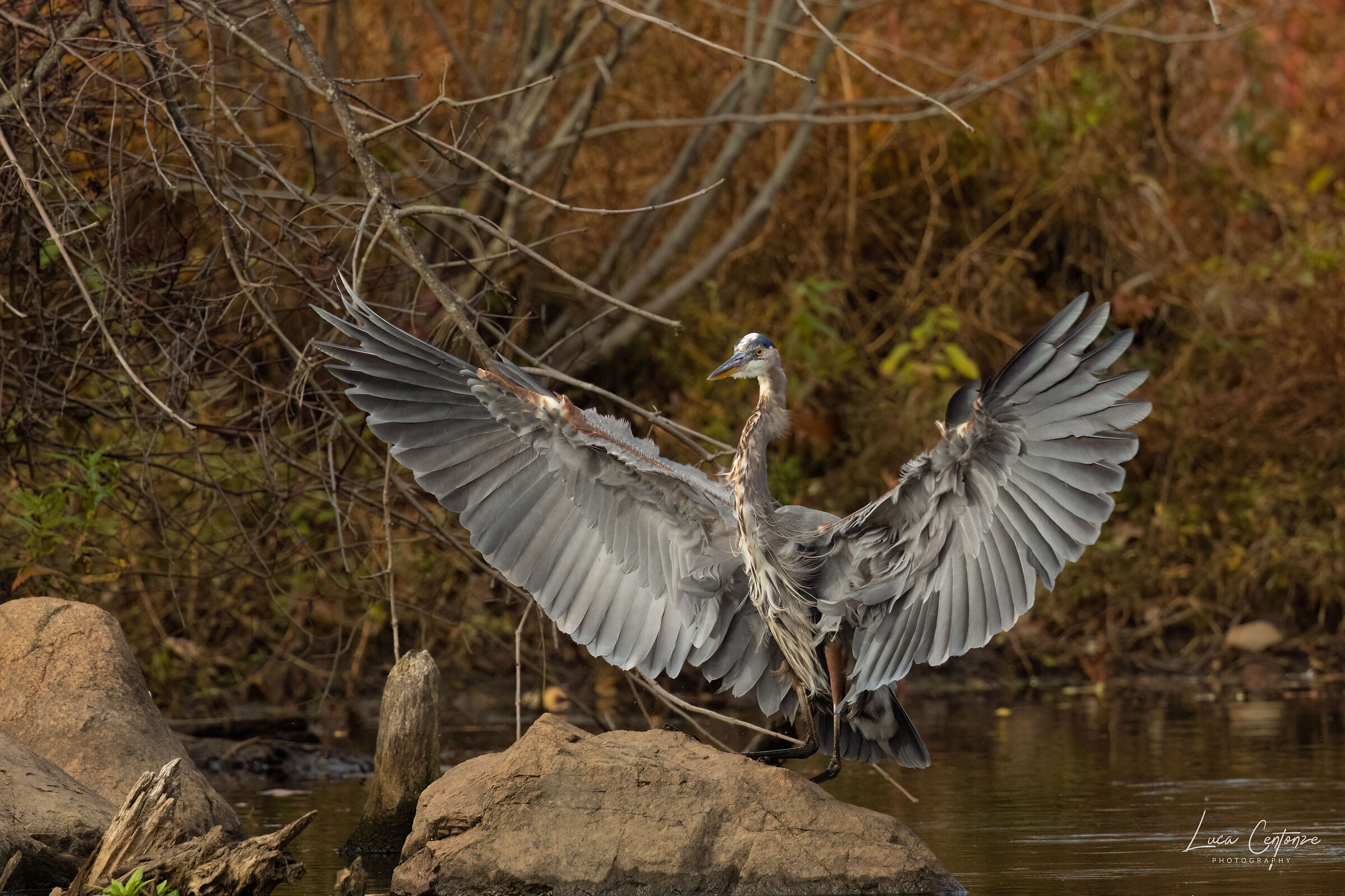 Il direttore d'orchestra
