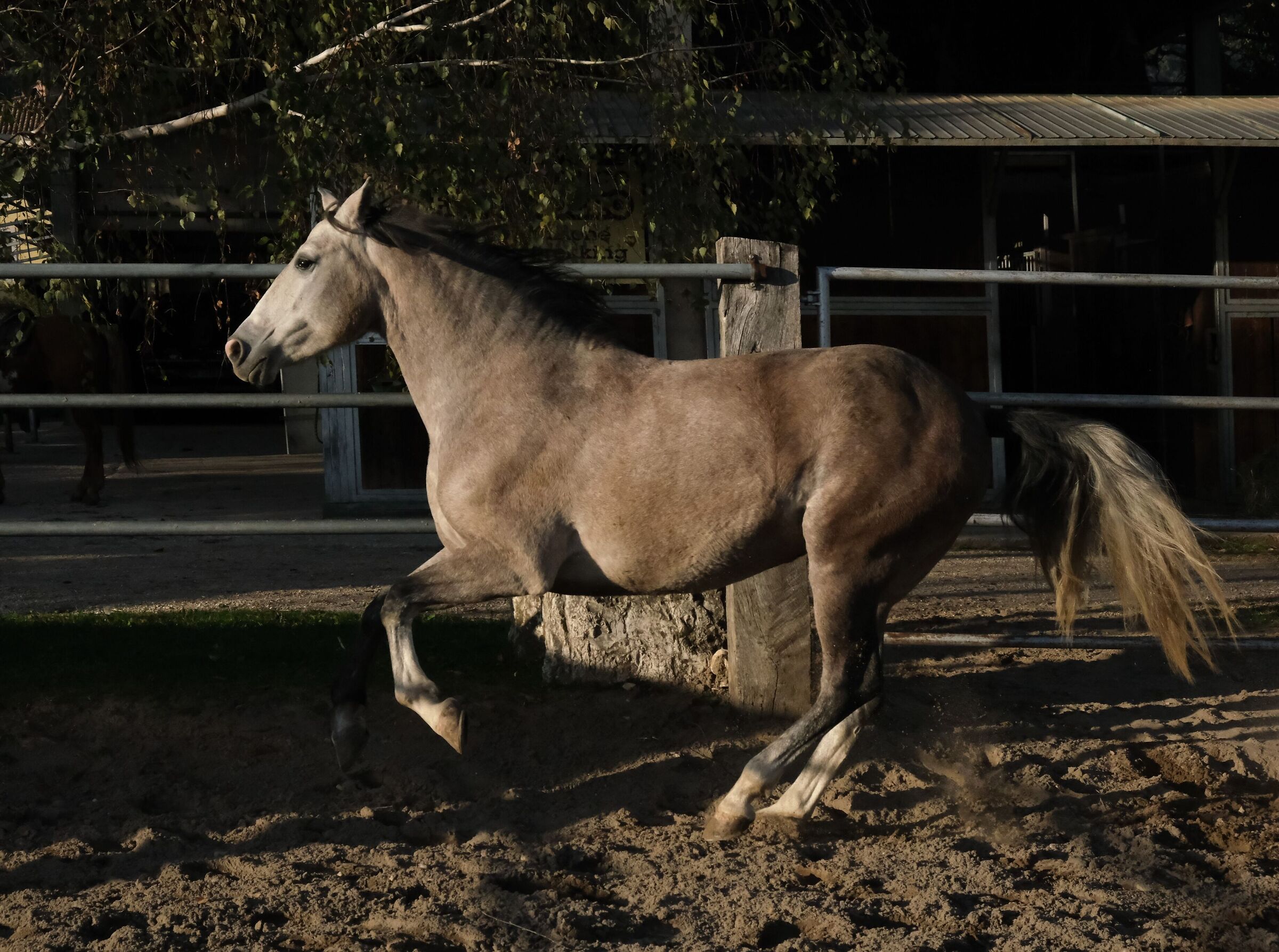 Braziliana, PRE yegua