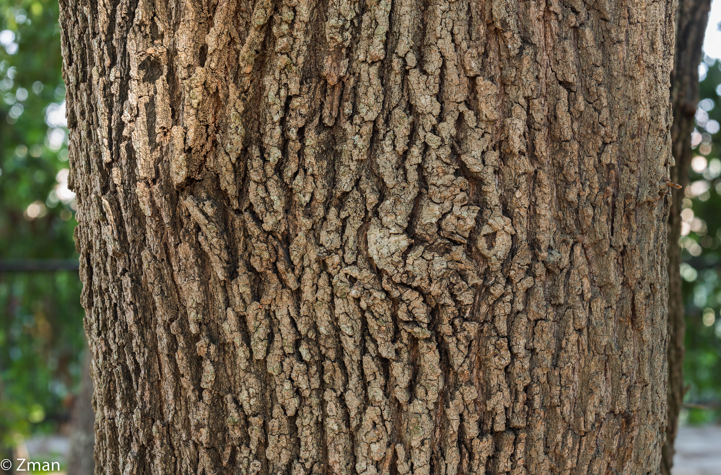 Tronco Della Quercia