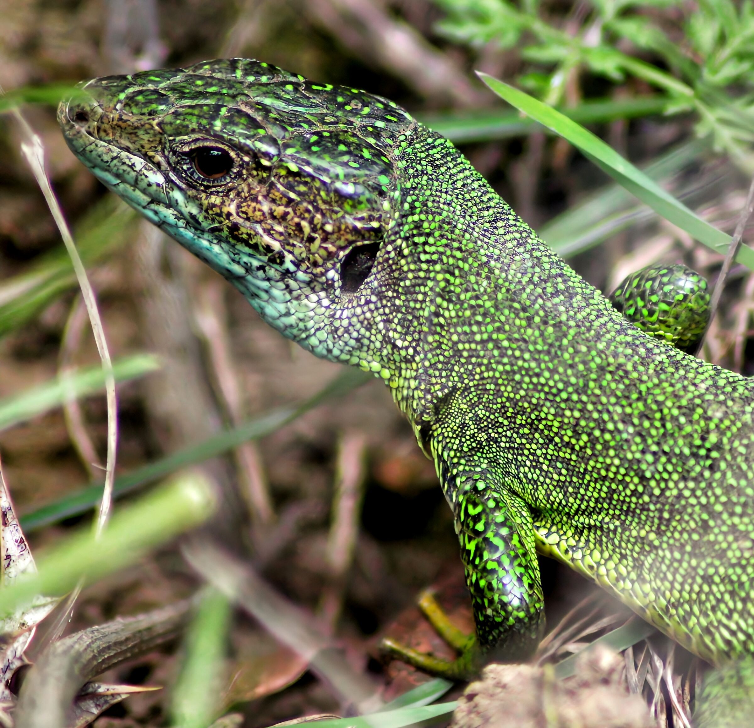 Western lizard
