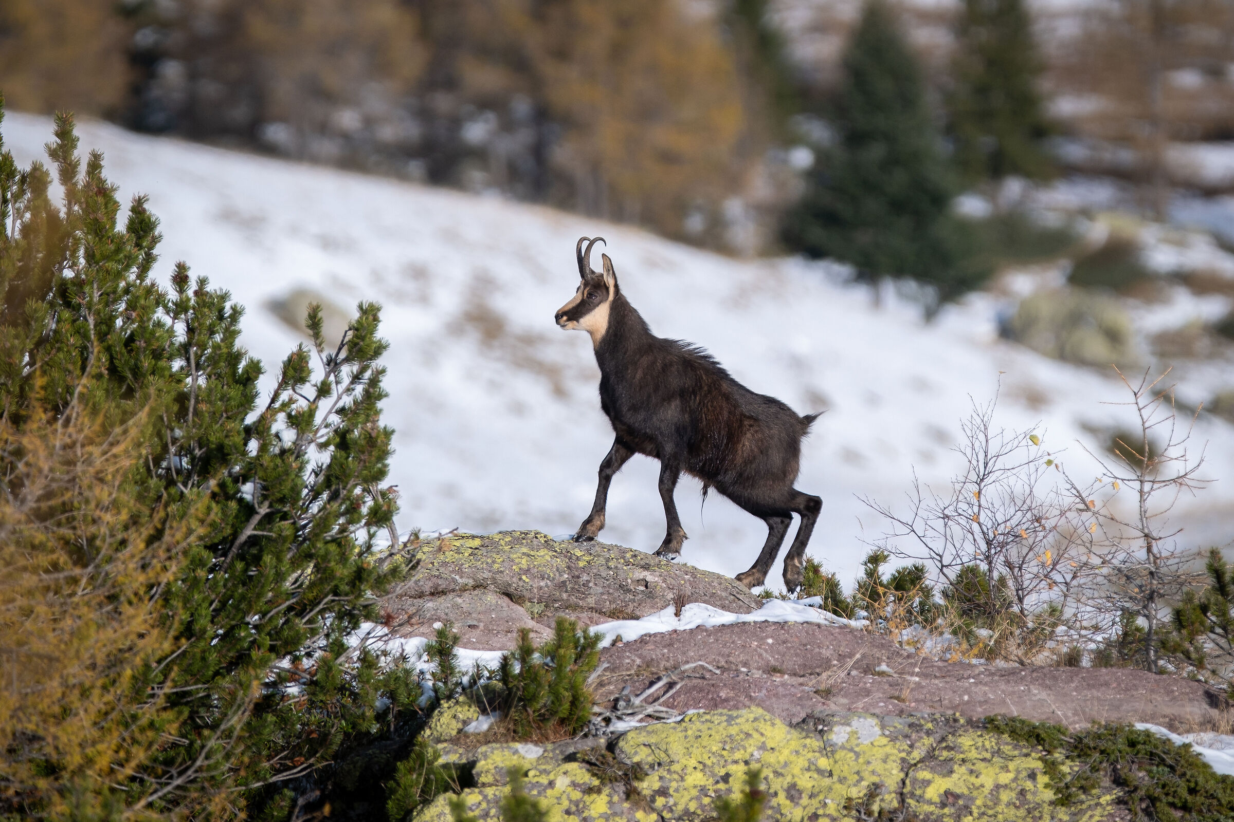 Orobic chamois