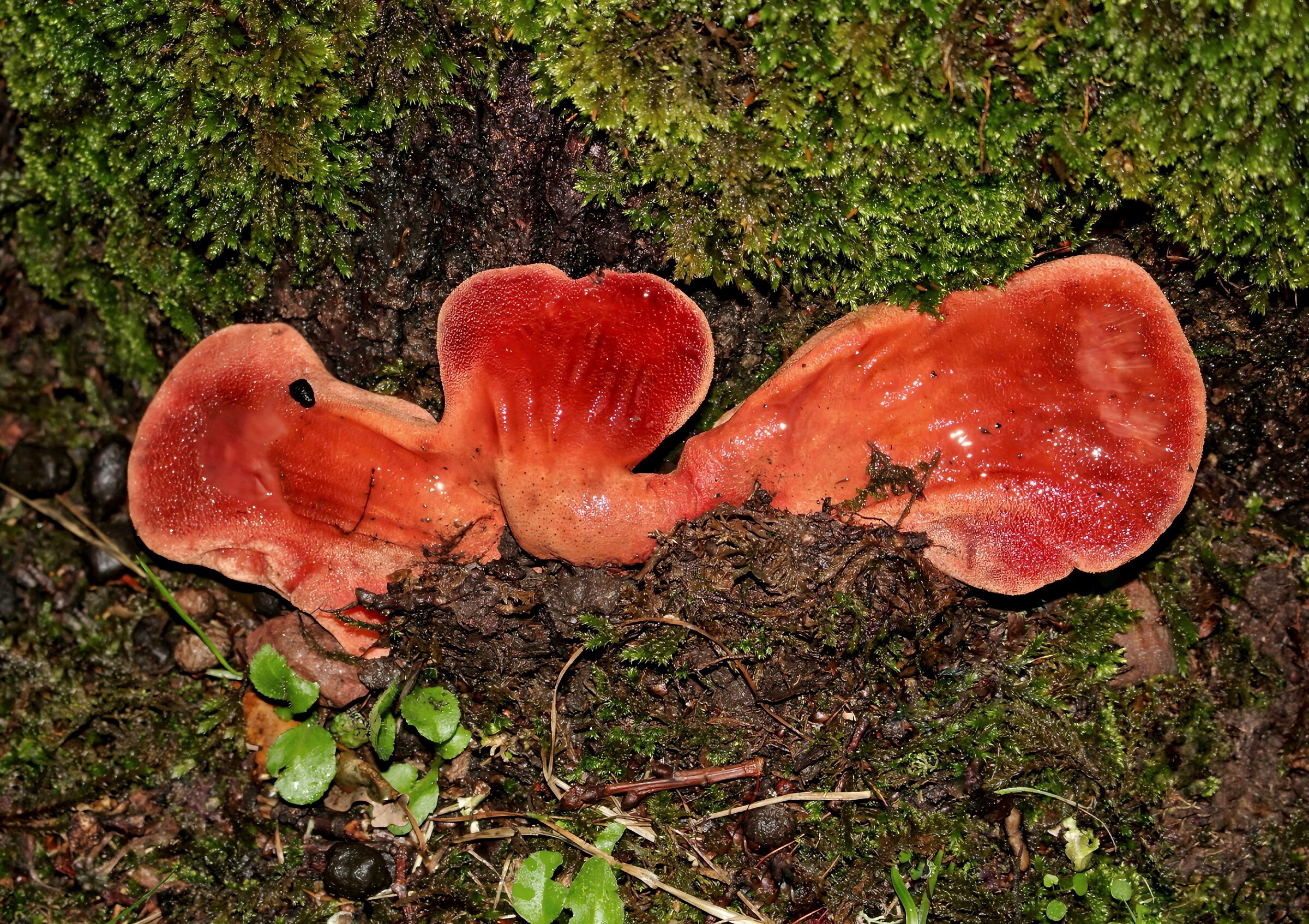 Fistulina hepatica