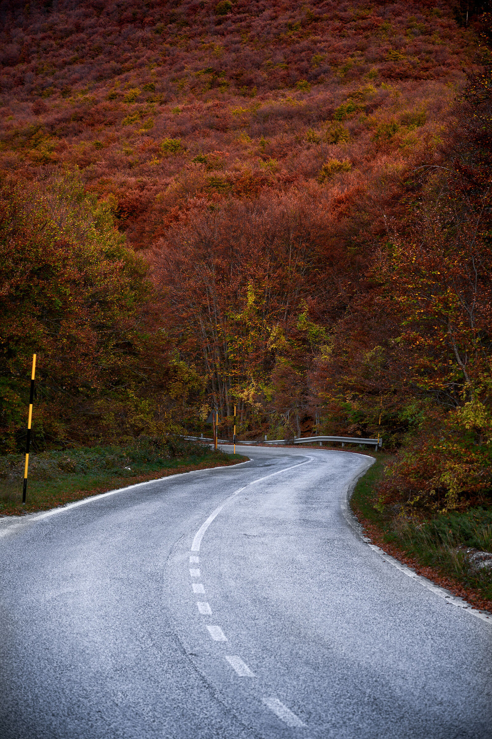 Road to Foliage